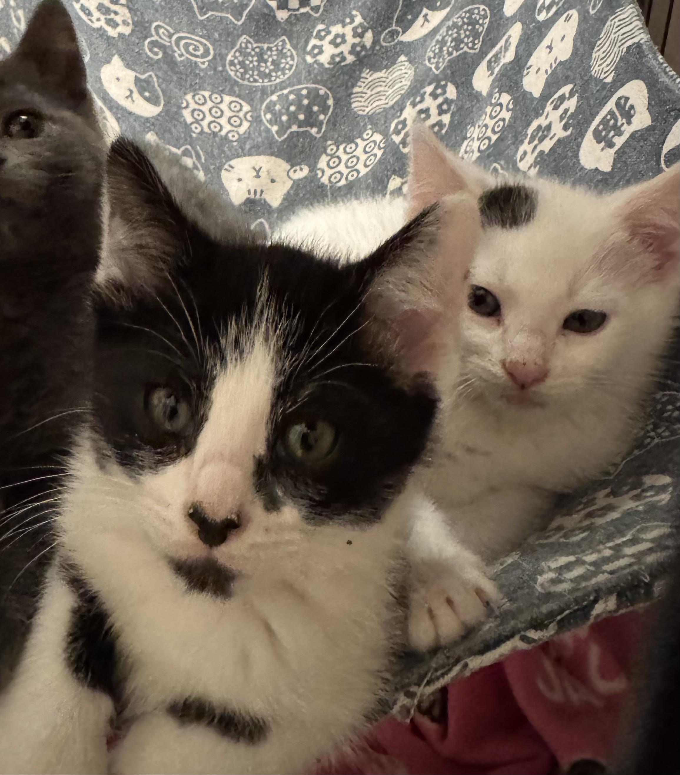 Opie, a ADOPTABLE Domestic Short Hair in Milwaukee, WI image 3/4