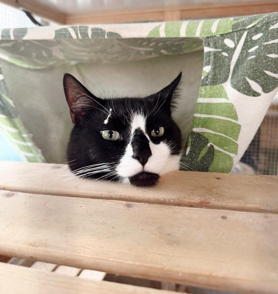 Buddy, an adopted Tuxedo in Philadelphia, PA image 2/5