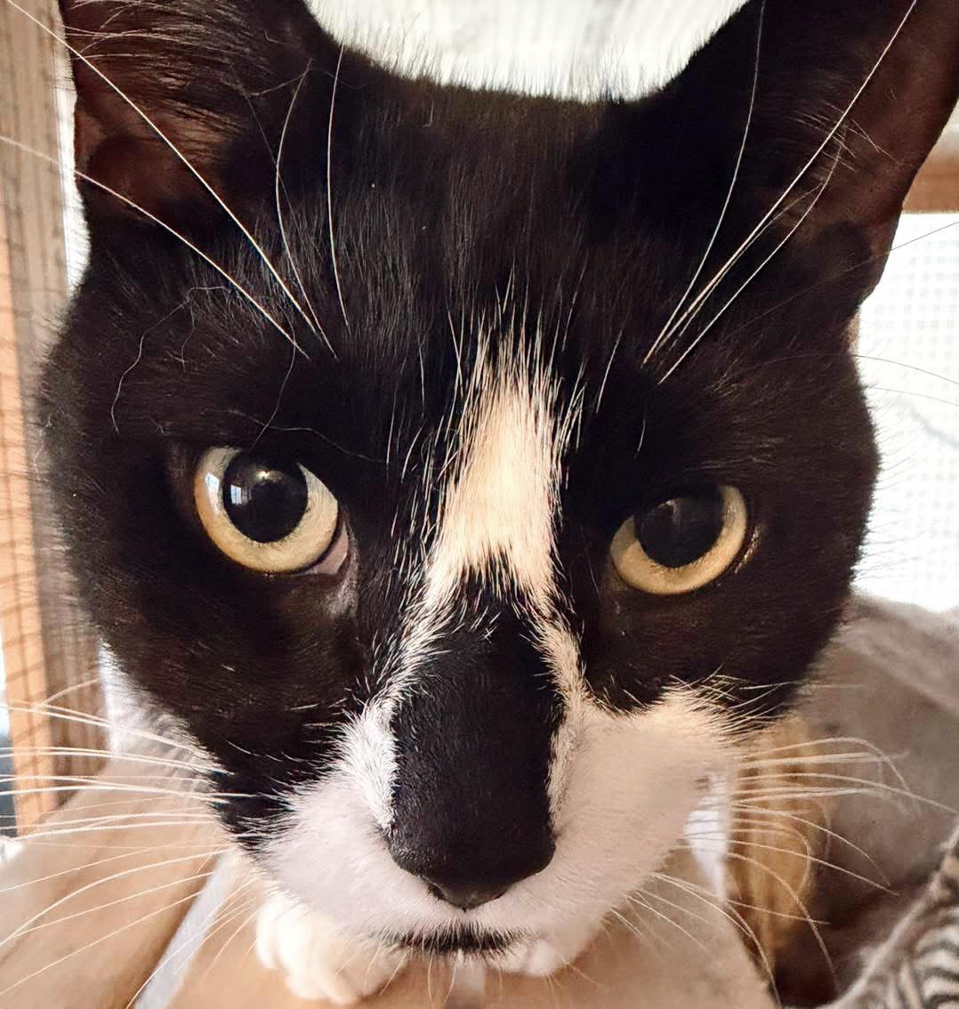 Buddy, an adopted Tuxedo in Philadelphia, PA image 5/5