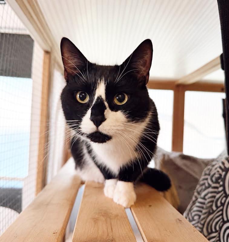 Buddy, adopted, Young Male Tuxedo.