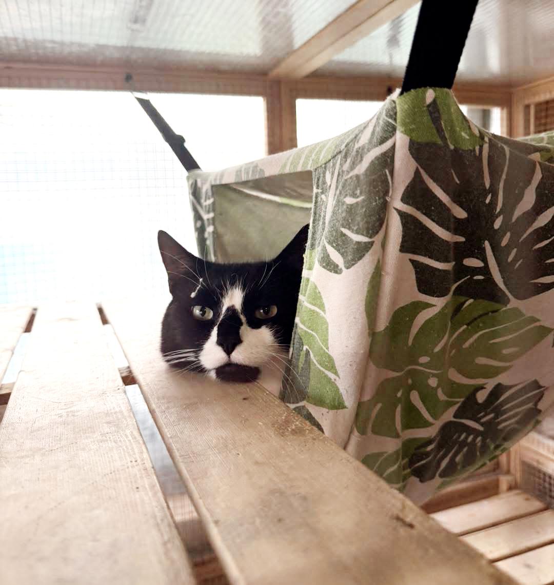 Buddy, an adopted Tuxedo in Philadelphia, PA image 4/5