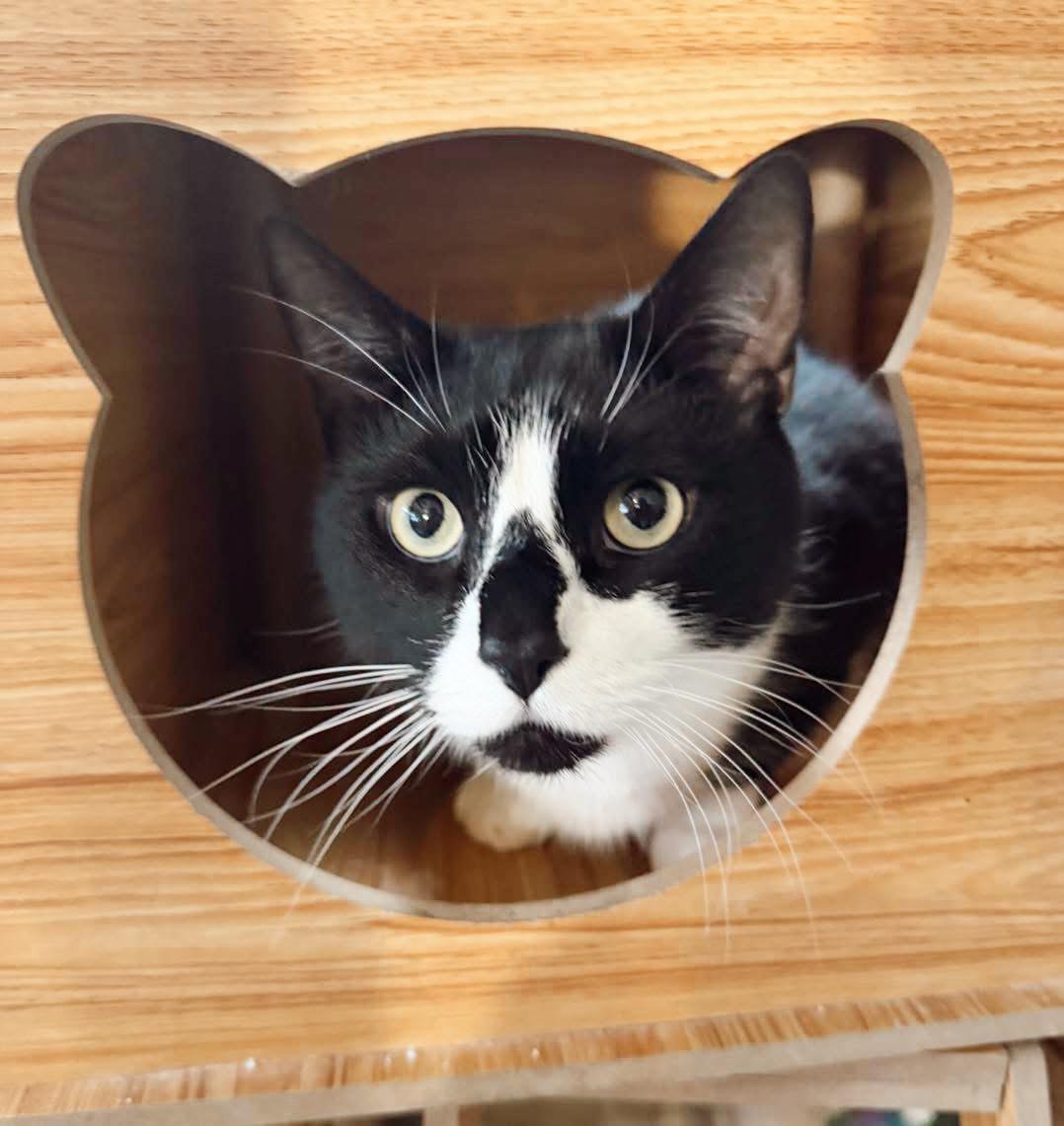 Buddy, an adopted Tuxedo in Philadelphia, PA image 3/5