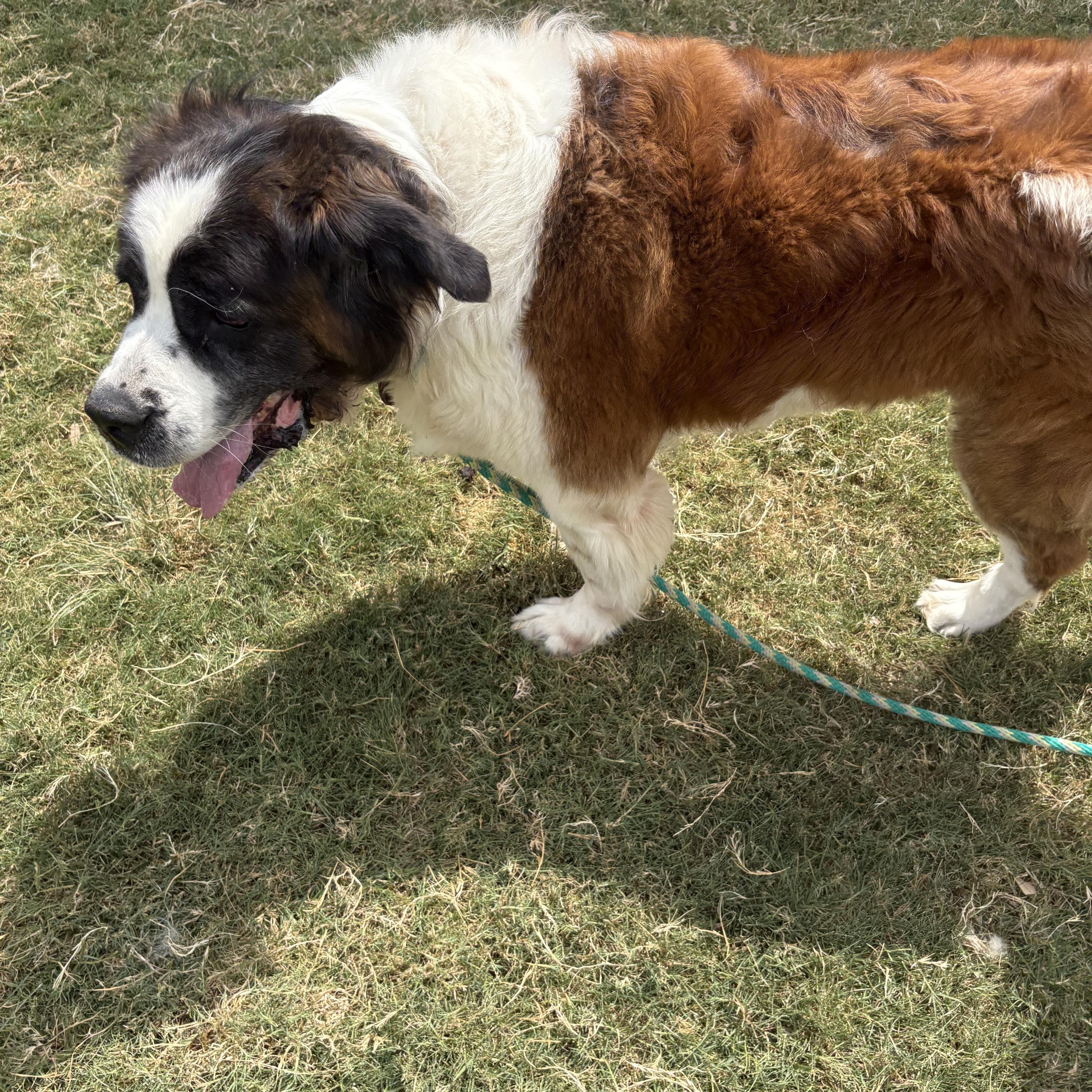 Enlarge Fluffy, a Adoptable Saint Bernard in McKinney, TX image 2/5