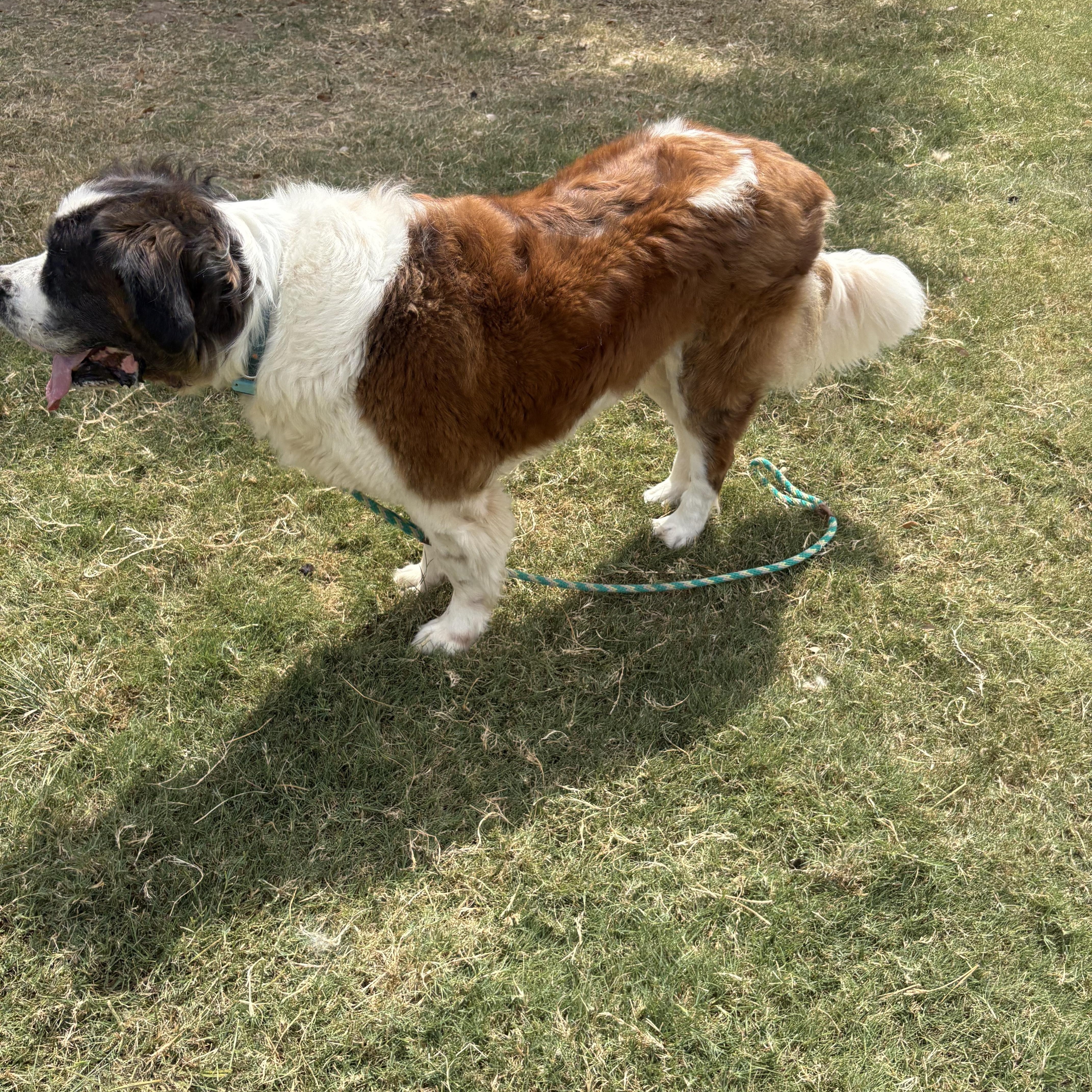 Enlarge Fluffy, a Adoptable Saint Bernard in McKinney, TX image 1/5