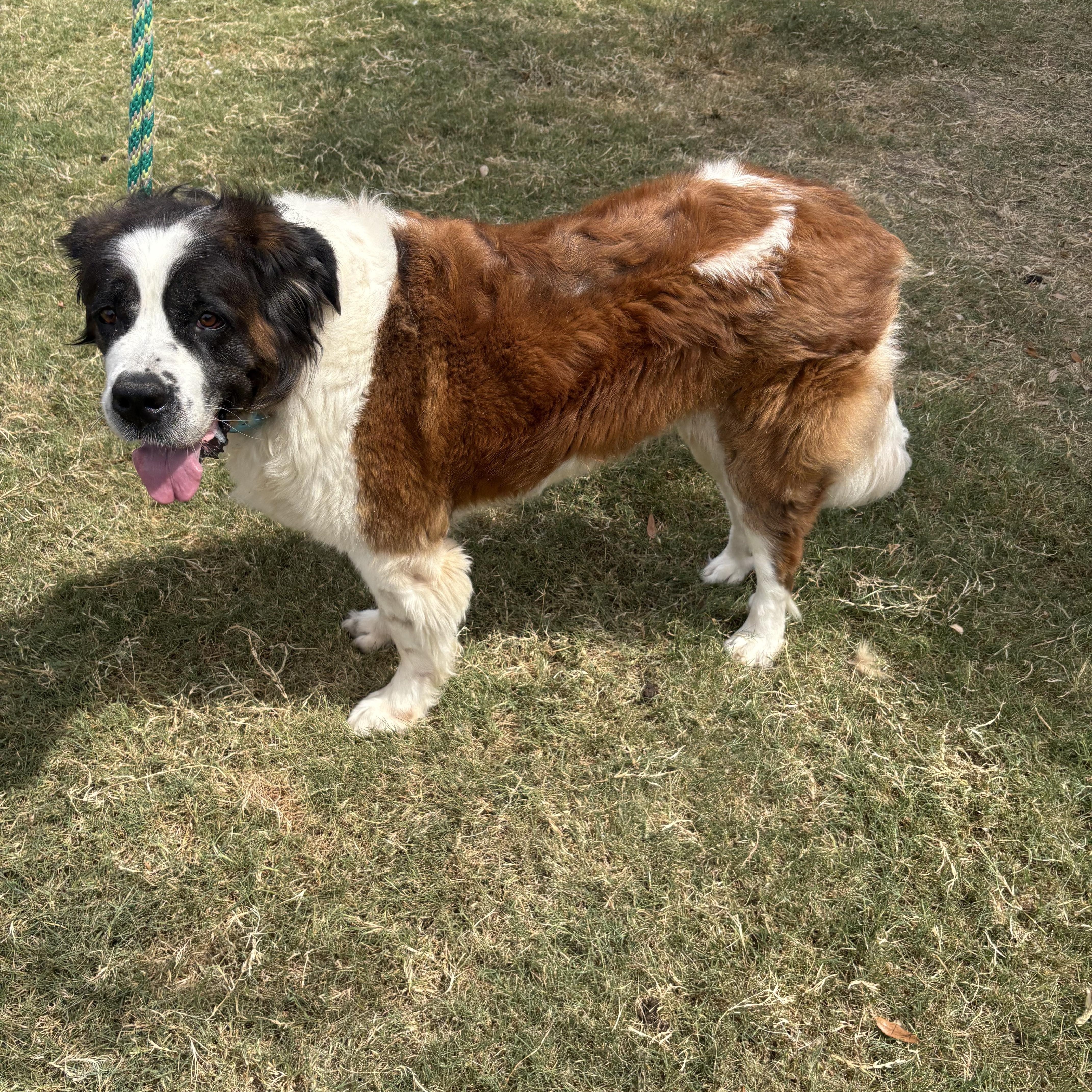 Enlarge Fluffy, a Adoptable Saint Bernard in McKinney, TX image 4/5