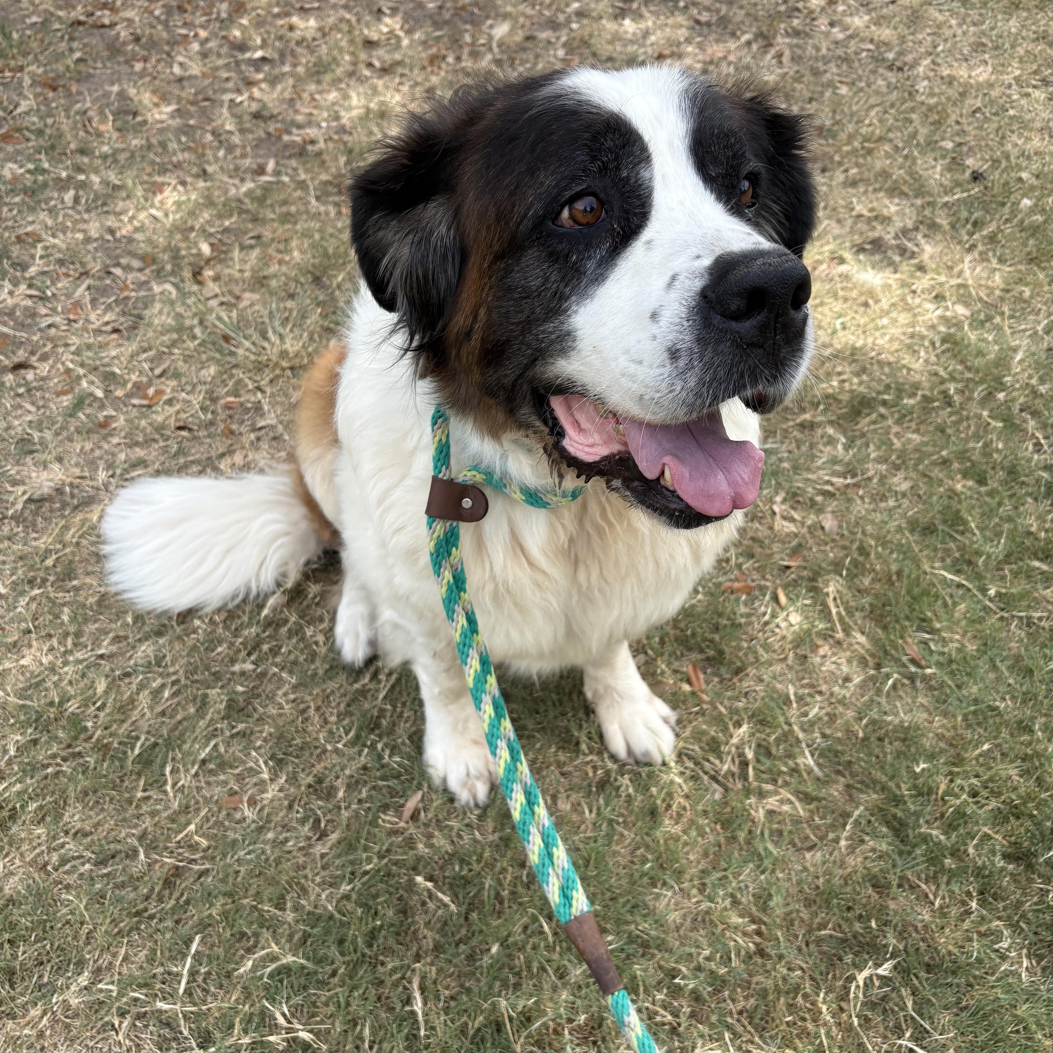 Enlarge Fluffy, a Adoptable Saint Bernard in McKinney, TX image 3/5