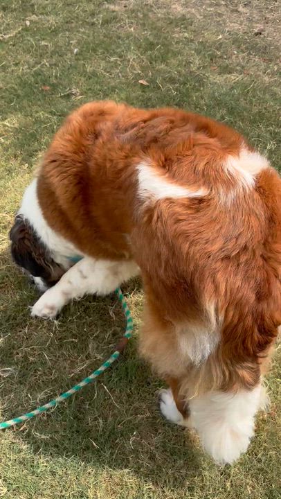 Enlarge Fluffy, a Adoptable Saint Bernard in McKinney, TX video 5/5