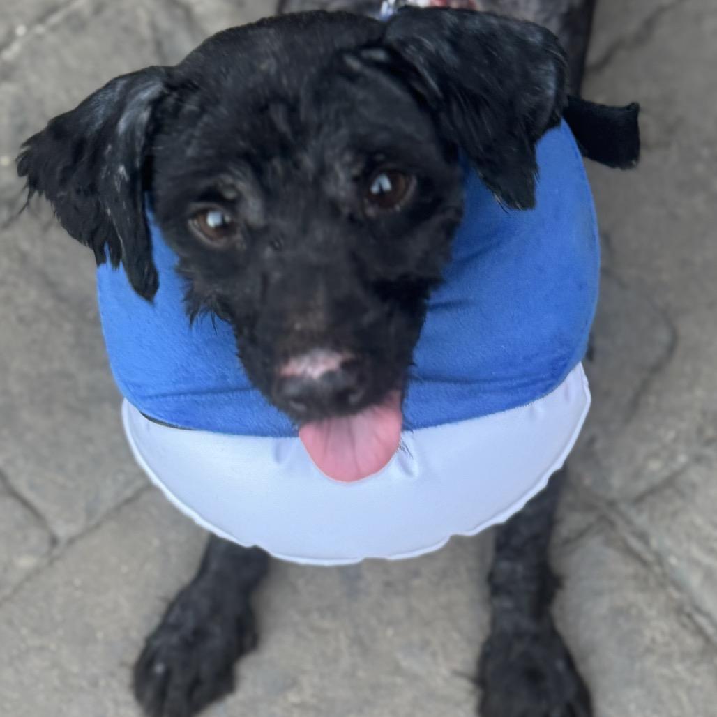 Enlarge Drew, a Adoptable mixed breed in Baton Rouge, LA image 1/3