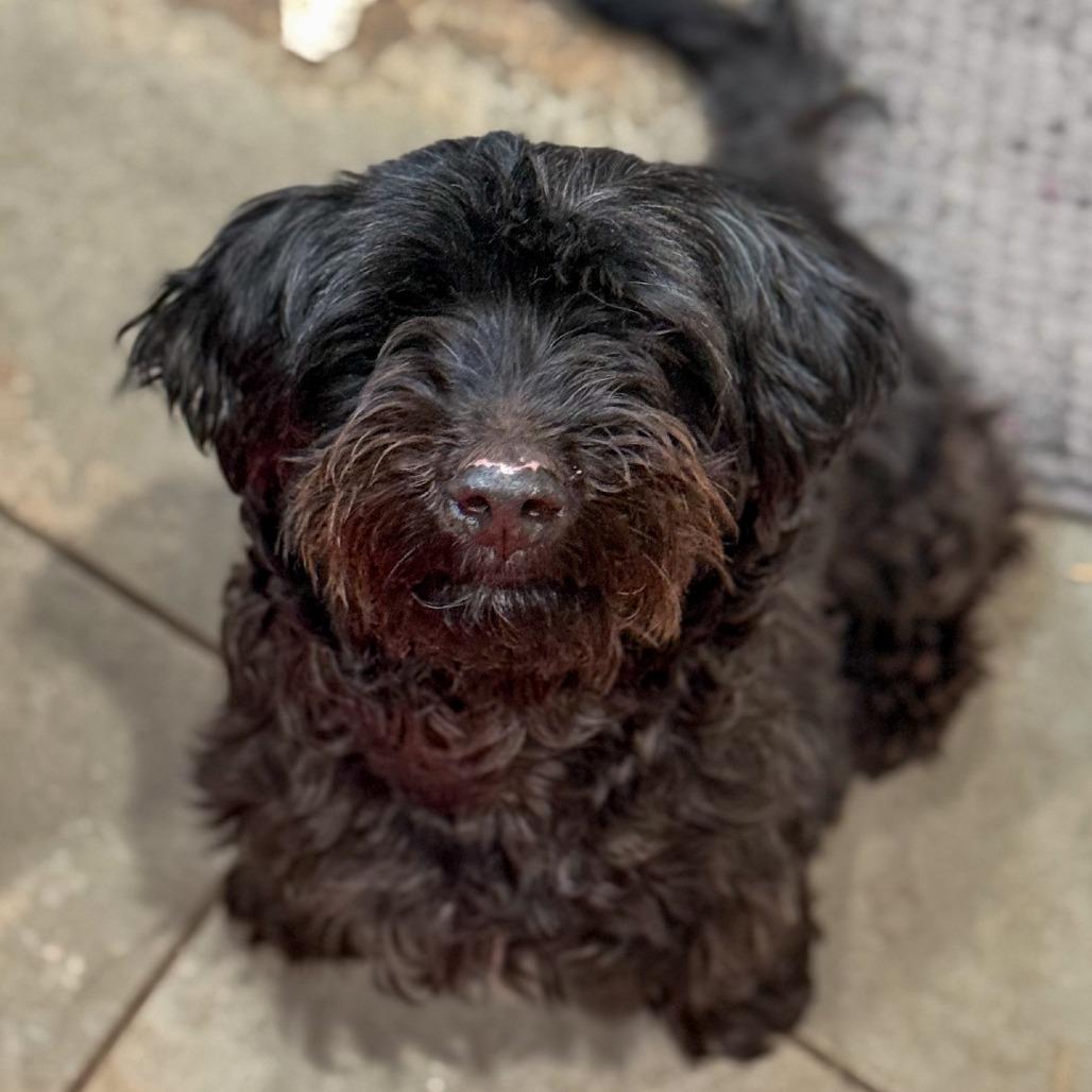 Enlarge Drew, a Adoptable mixed breed in Baton Rouge, LA image 2/6