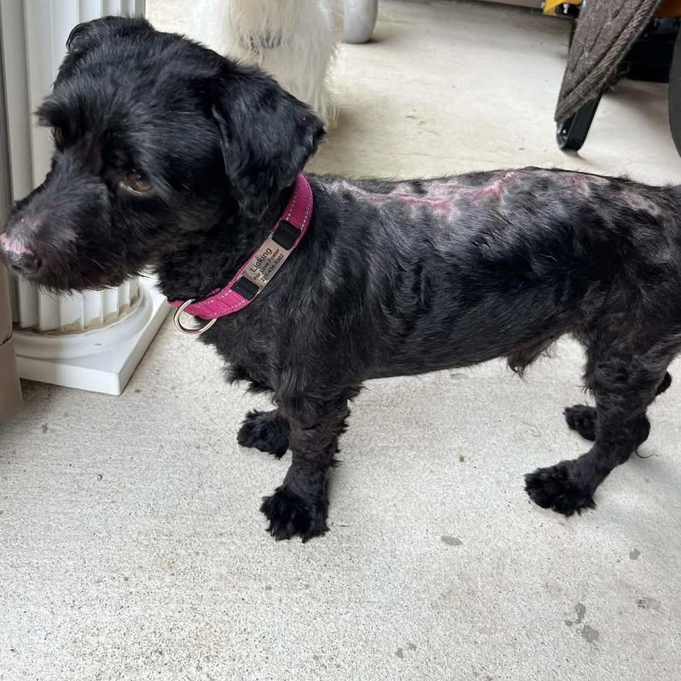 Enlarge Drew, a Adoptable mixed breed in Baton Rouge, LA image 2/3