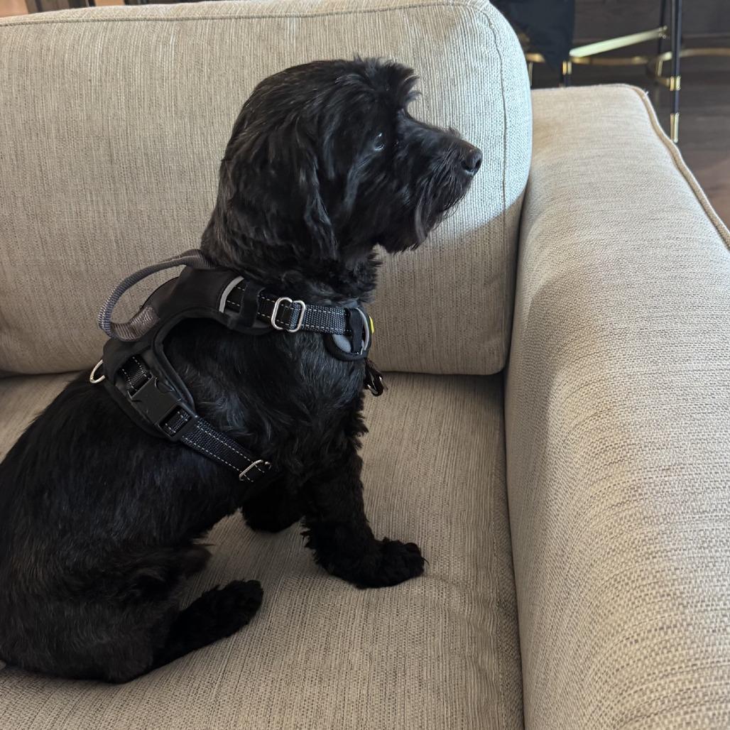 Enlarge Drew, a Adoptable mixed breed in Baton Rouge, LA image 4/6