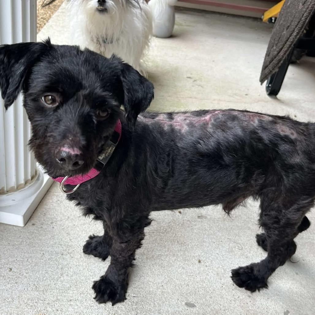 Enlarge Drew, a Adoptable mixed breed in Baton Rouge, LA image 3/3