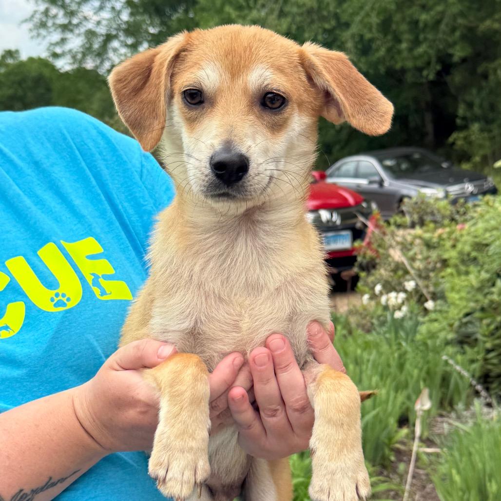 CT Scrappy - 12lbs!, Adoptable, Young Male Chihuahua & Mixed Breed.