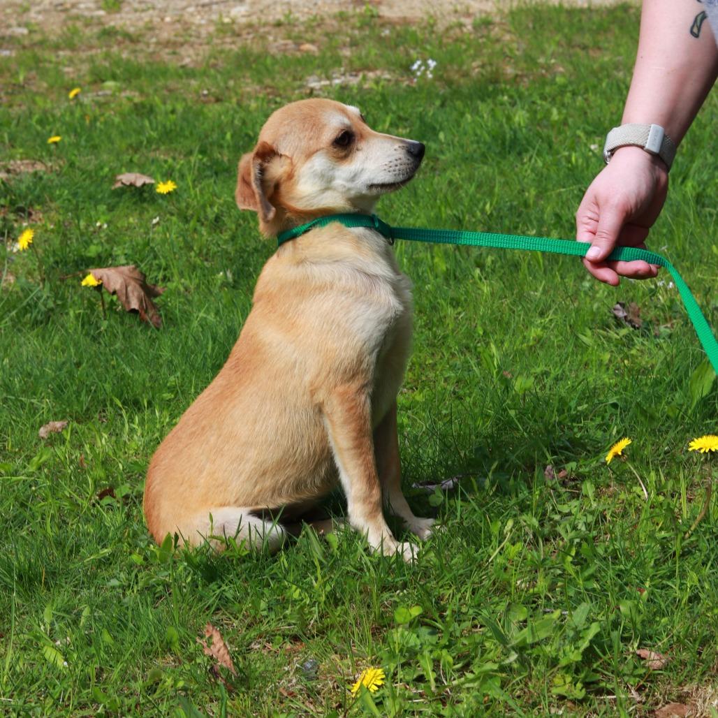 CT Scrappy - 12lbs!, Adoptable, Young Male Chihuahua & Mixed Breed.