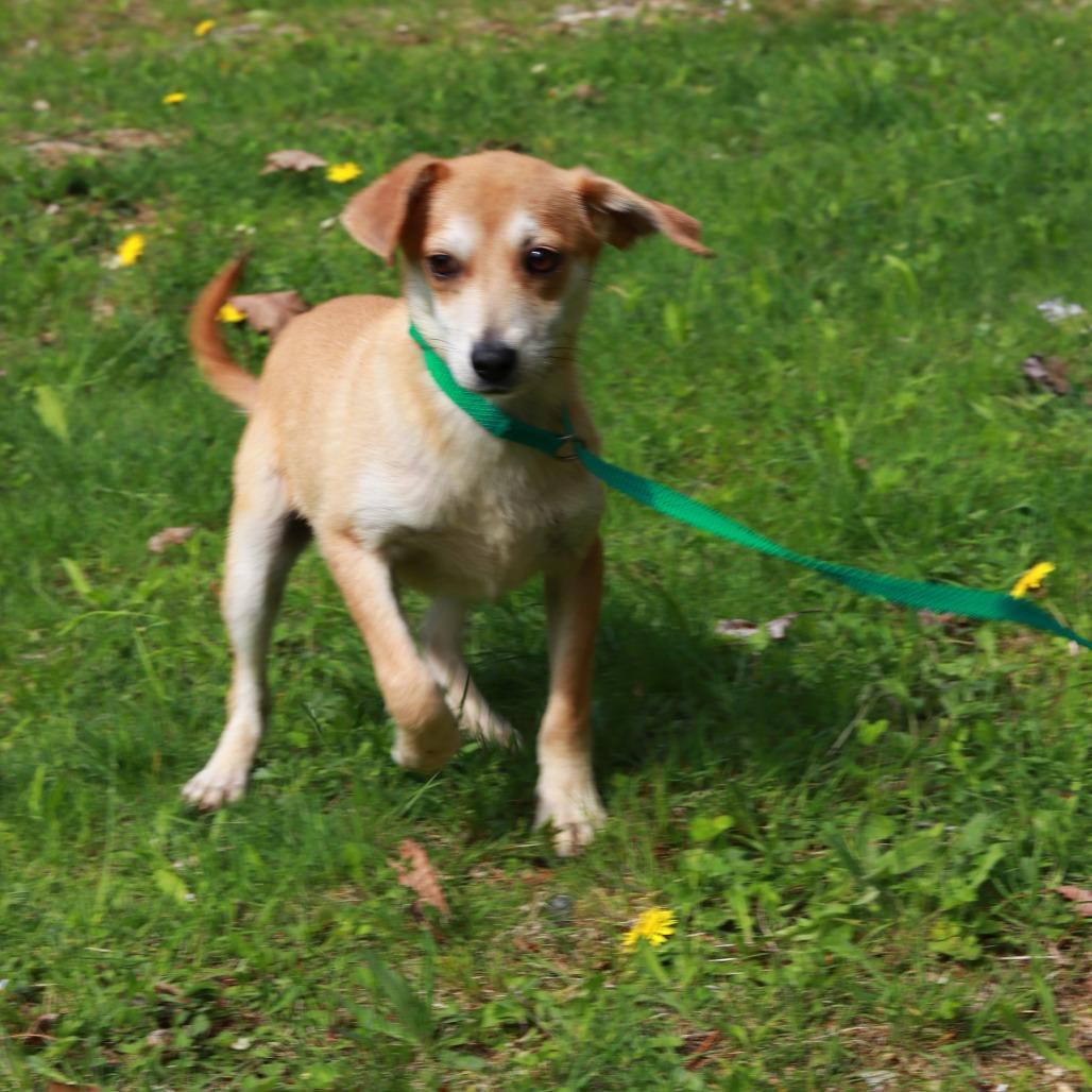 Enlarge CT Scrappy - 12lbs!, a Adoptable mixed breed in Eastford, CT image 2/3