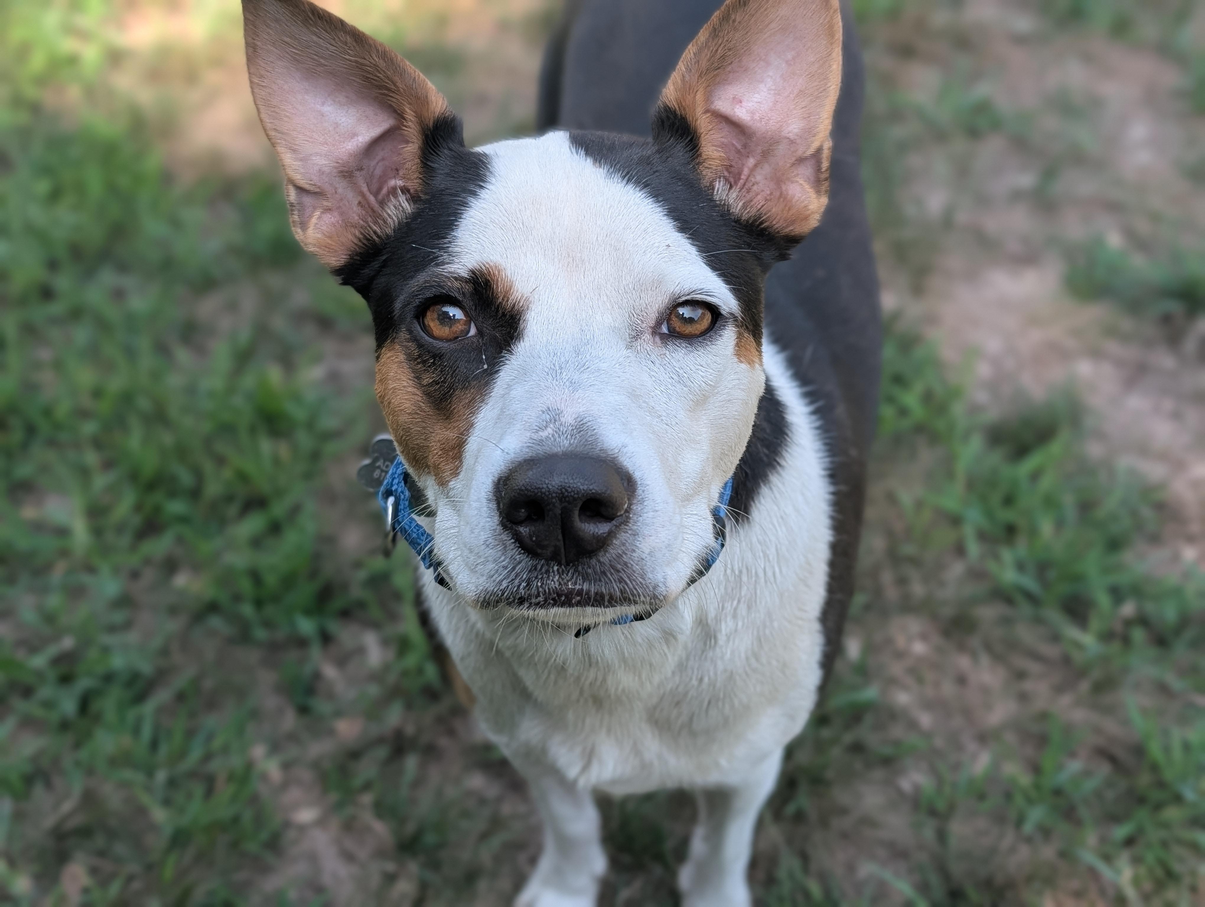 Lucy, ADOPTABLE, Adult Female Mixed Breed.
