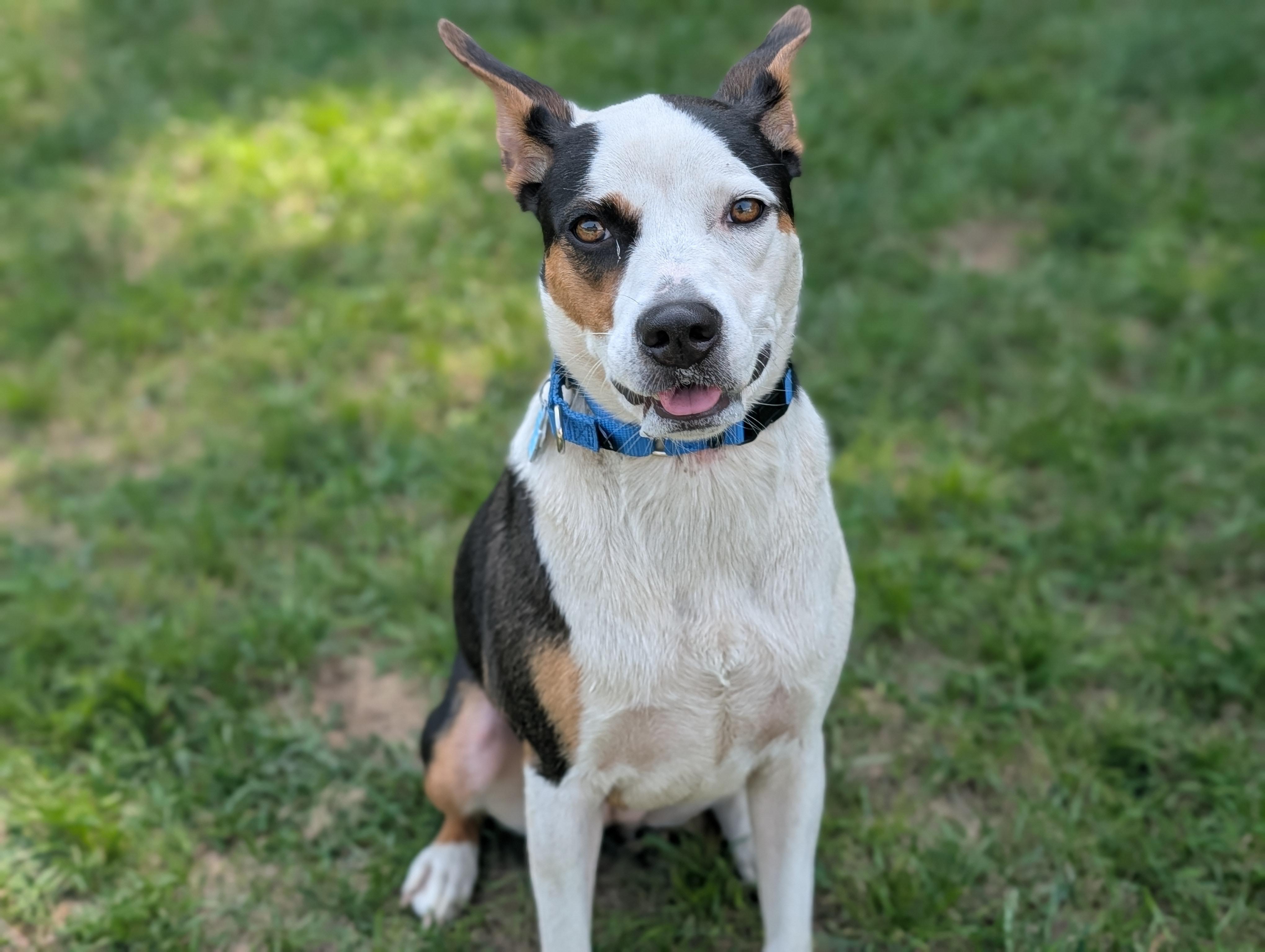 Enlarge Lucy, a ADOPTABLE Mixed Breed in Fenton, MI image 5/5