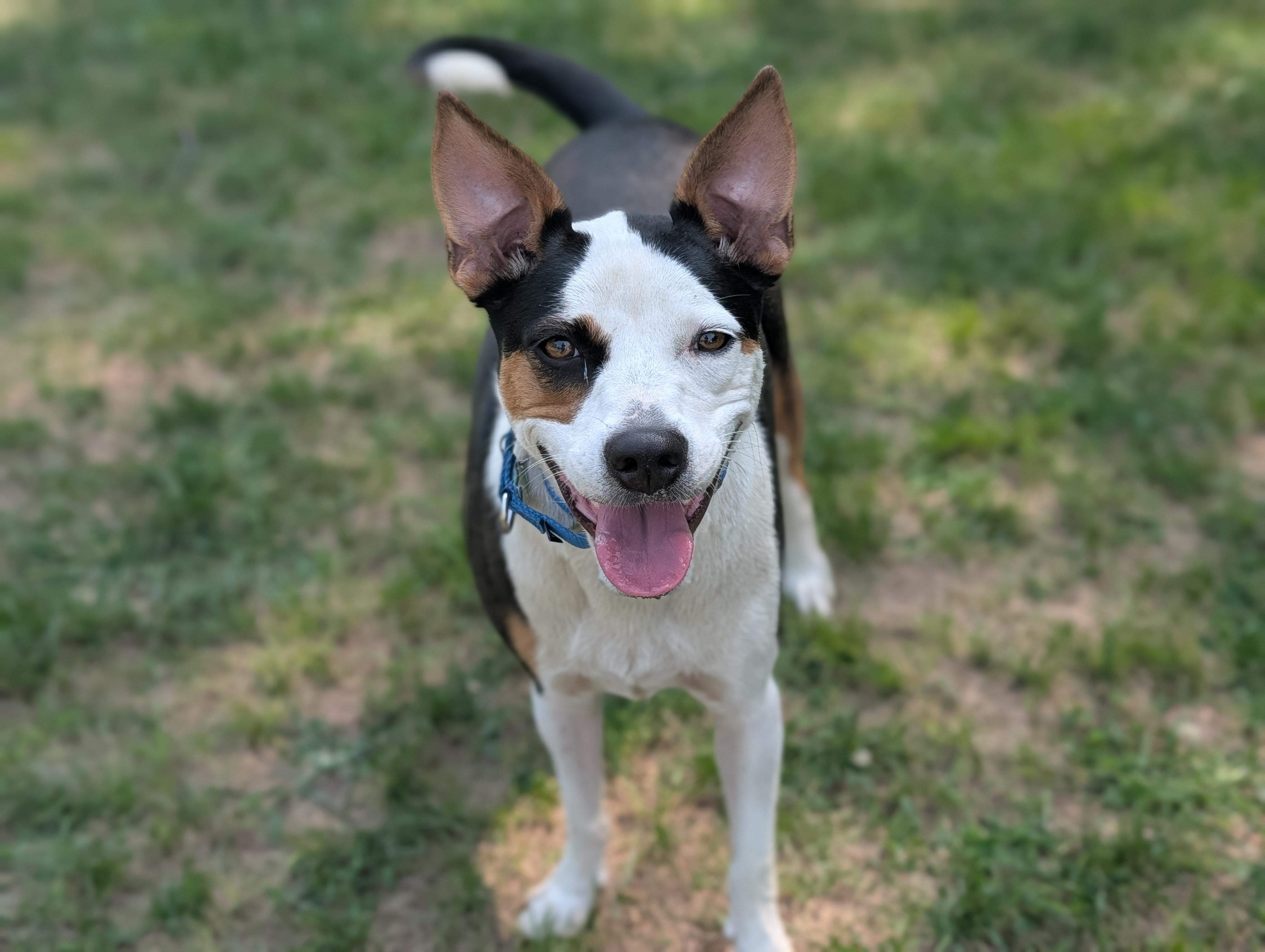 Enlarge Lucy, a ADOPTABLE Mixed Breed in Fenton, MI image 2/5