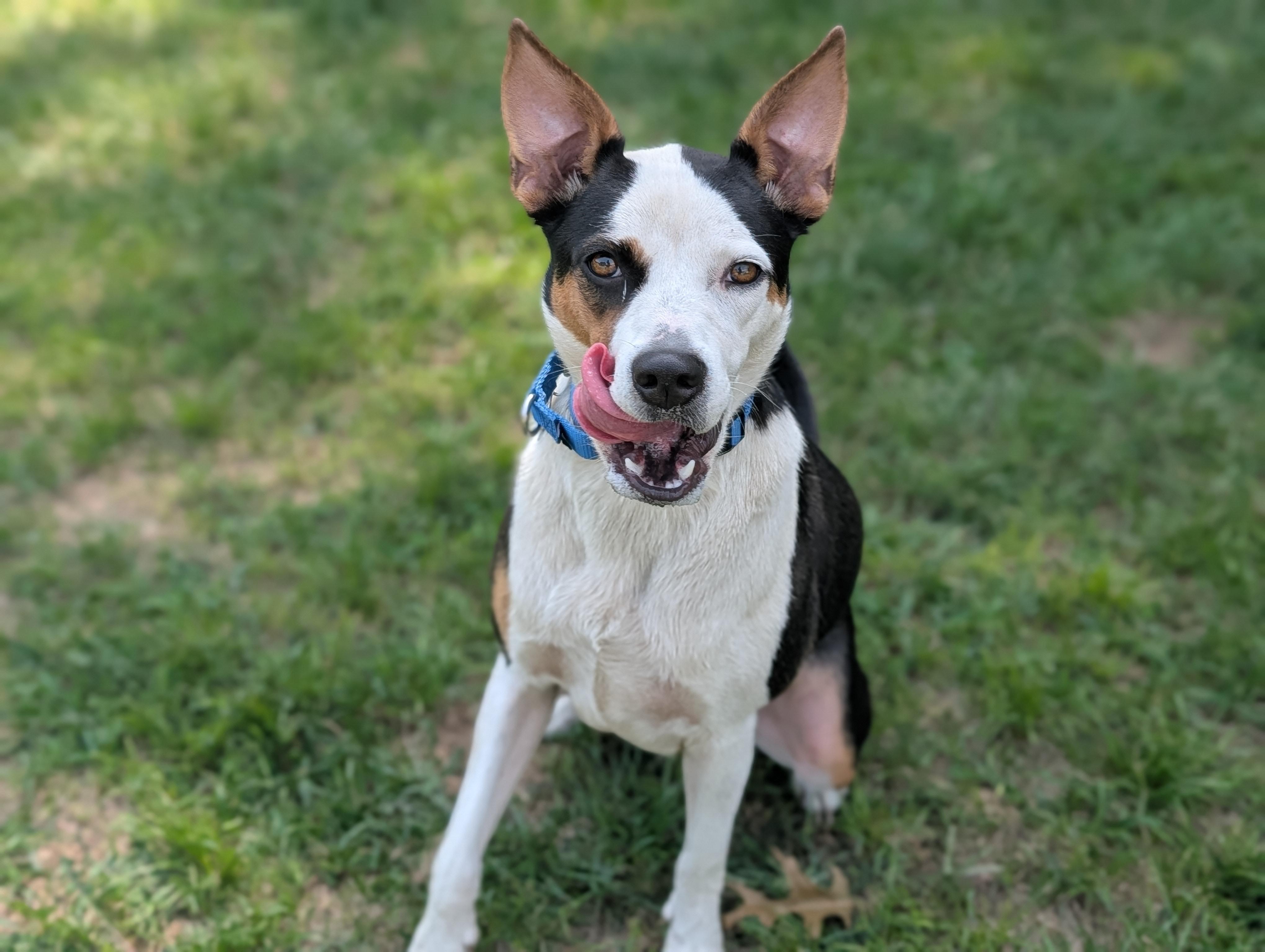 Enlarge Lucy, a ADOPTABLE Mixed Breed in Fenton, MI image 3/5
