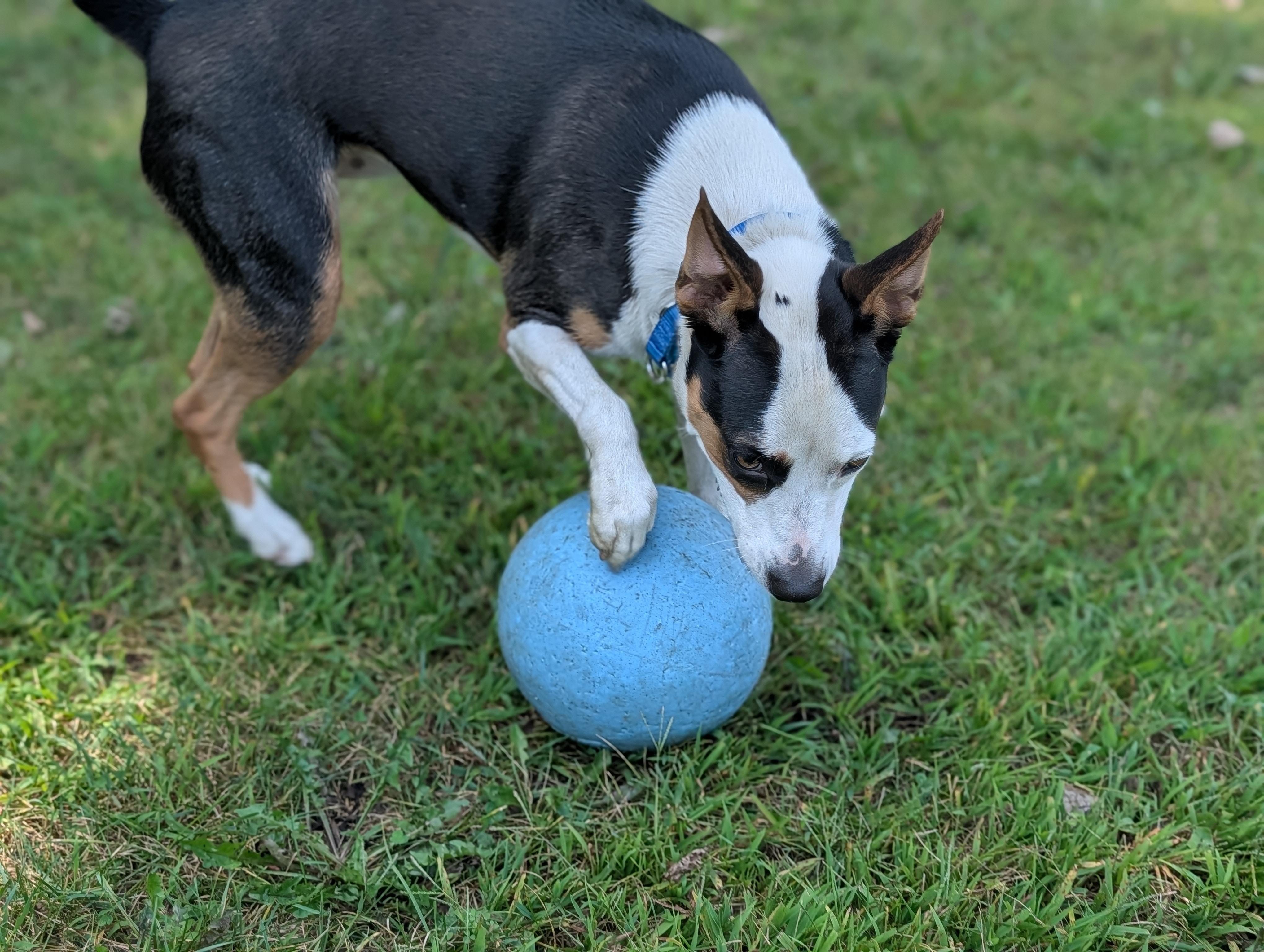 Enlarge Lucy, a ADOPTABLE Mixed Breed in Fenton, MI image 4/5