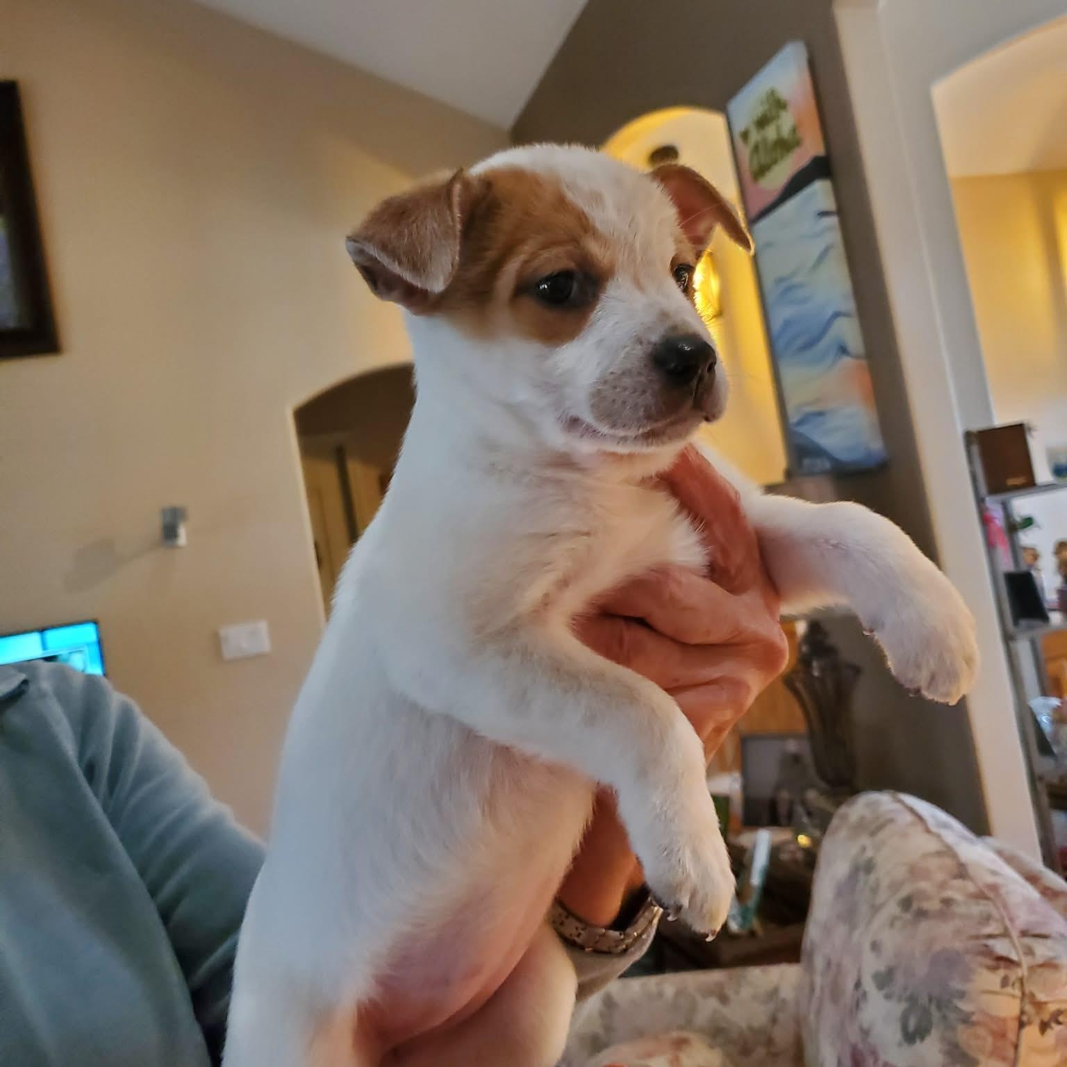 Lily, adopted, Puppy Female Terrier.