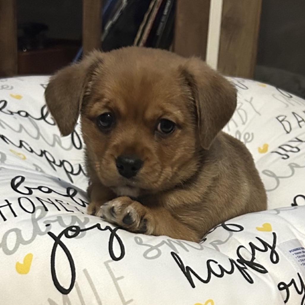 Enlarge Luka, an adopted mixed breed in La Grange, KY image 2/6