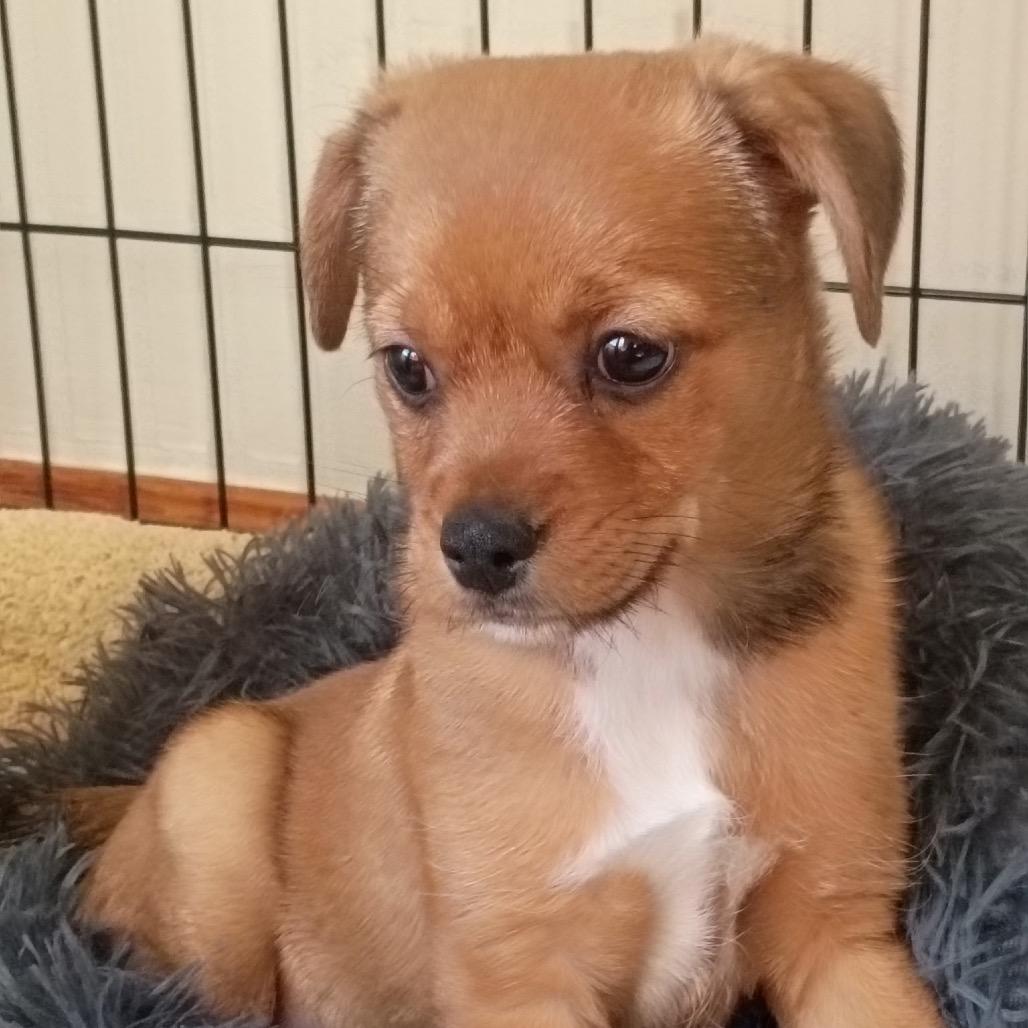 Enlarge Luka, an adopted mixed breed in La Grange, KY image 1/6