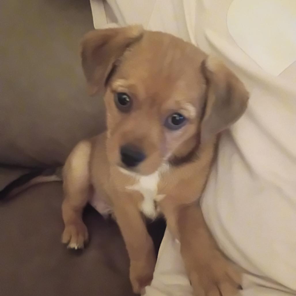 Enlarge Luka, an adopted mixed breed in La Grange, KY image 6/6