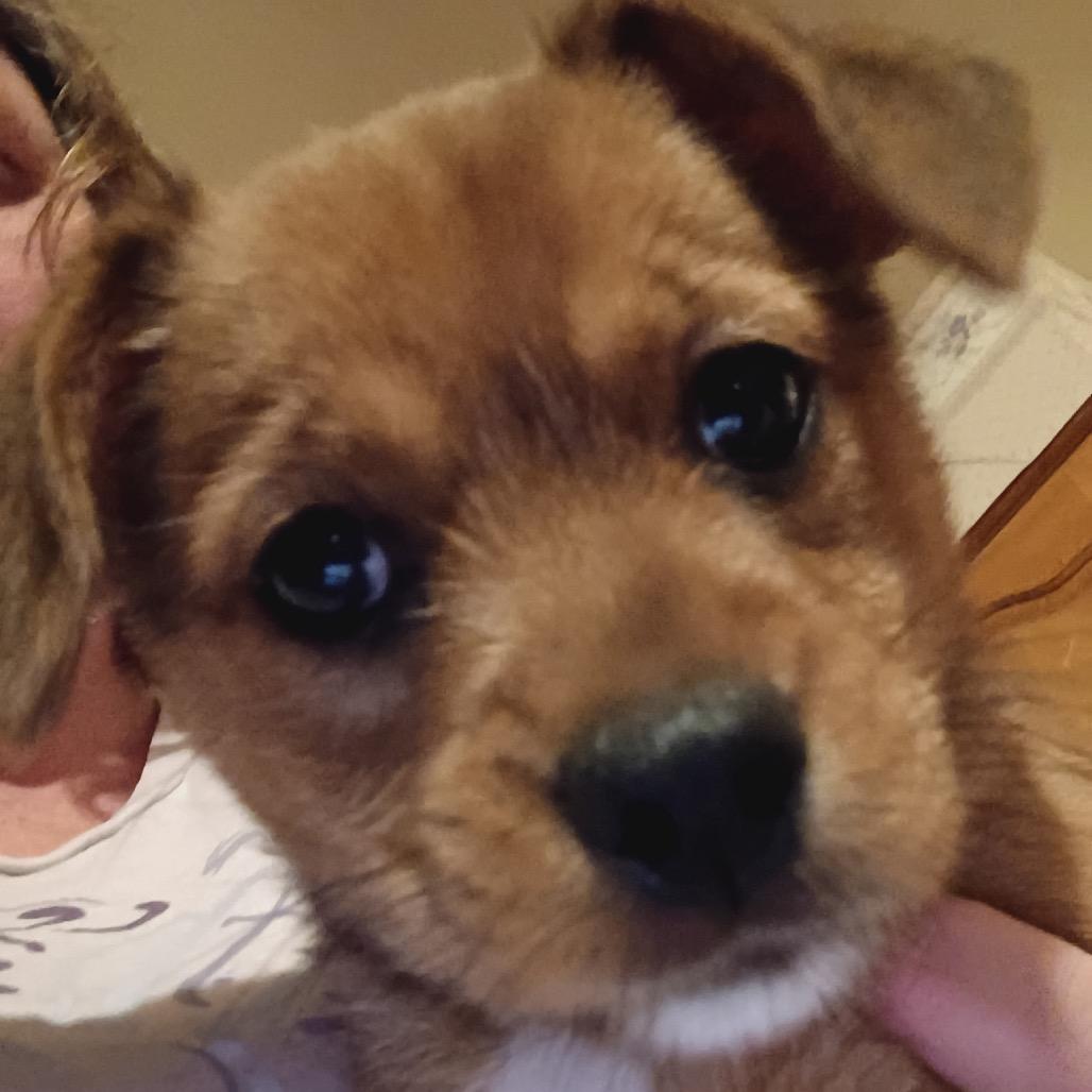 Enlarge Luka, an adopted mixed breed in La Grange, KY image 5/6