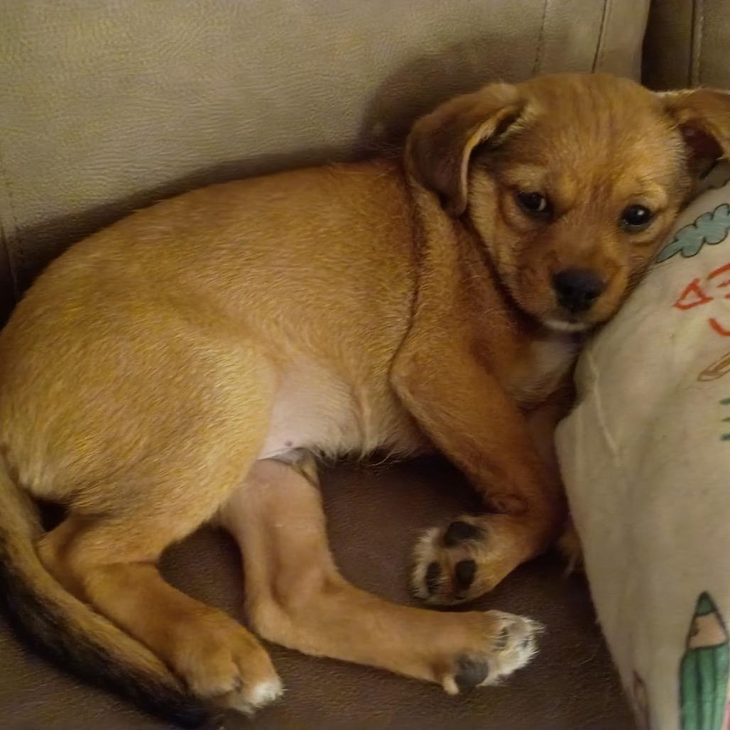 Enlarge Luka, an adopted mixed breed in La Grange, KY image 4/6