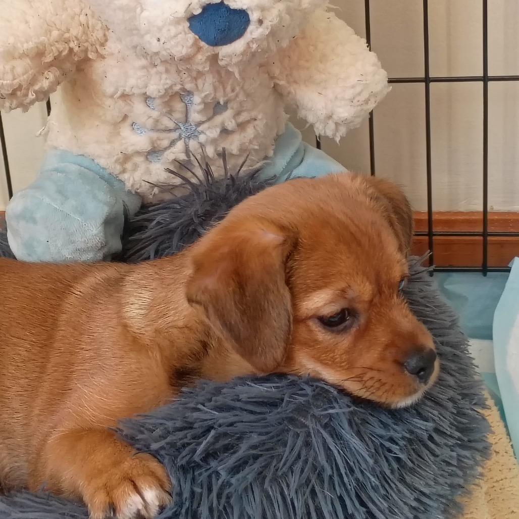 Enlarge Luka, an adopted mixed breed in La Grange, KY image 3/6