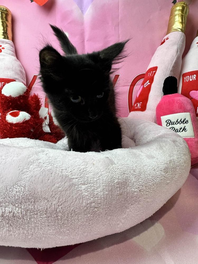 Snooker, Adoptable, Kitten Male Domestic Short Hair.