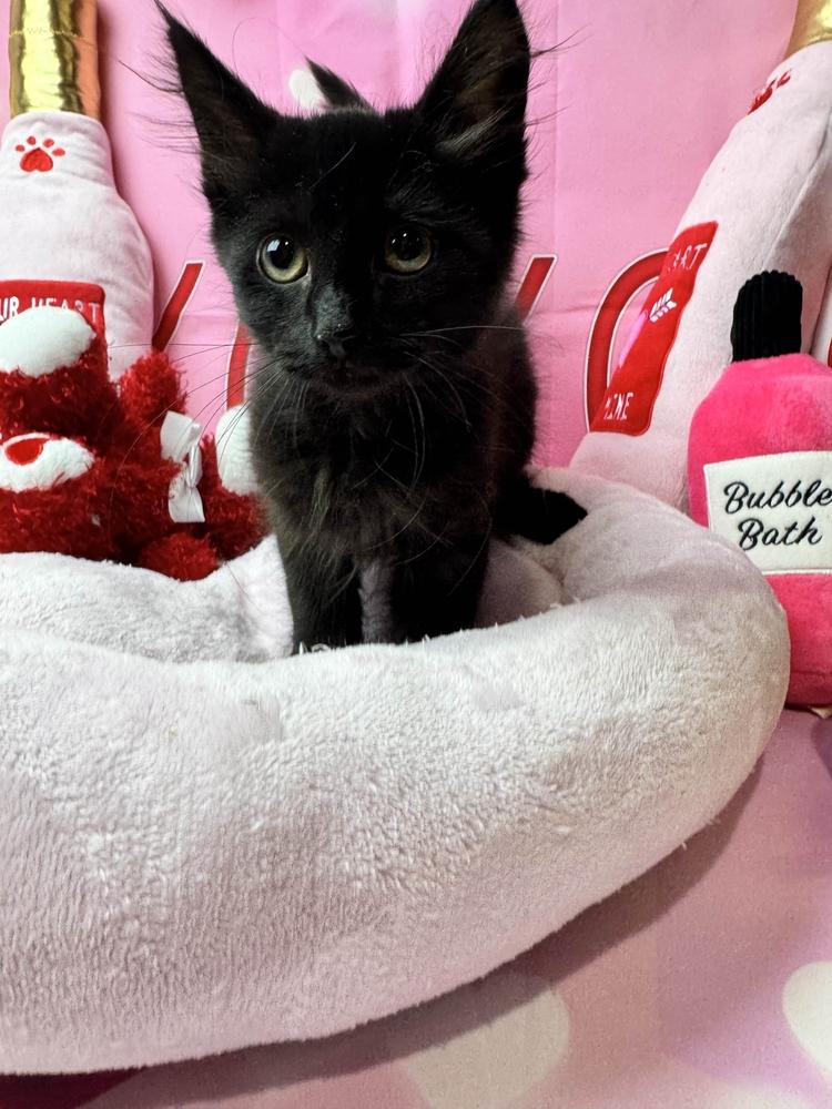 Enlarge Snooker, a Adoptable mixed breed in Grand Rapids, MI image 2/6