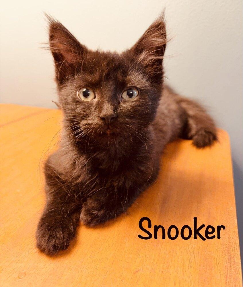Enlarge Snooker, a Adoptable mixed breed in Grand Rapids, MI image 4/6