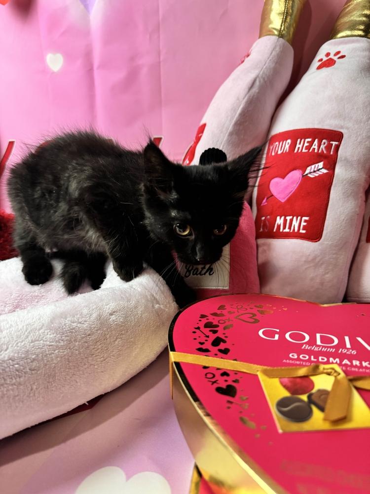 Enlarge Snooker, a Adoptable mixed breed in Grand Rapids, MI image 5/6