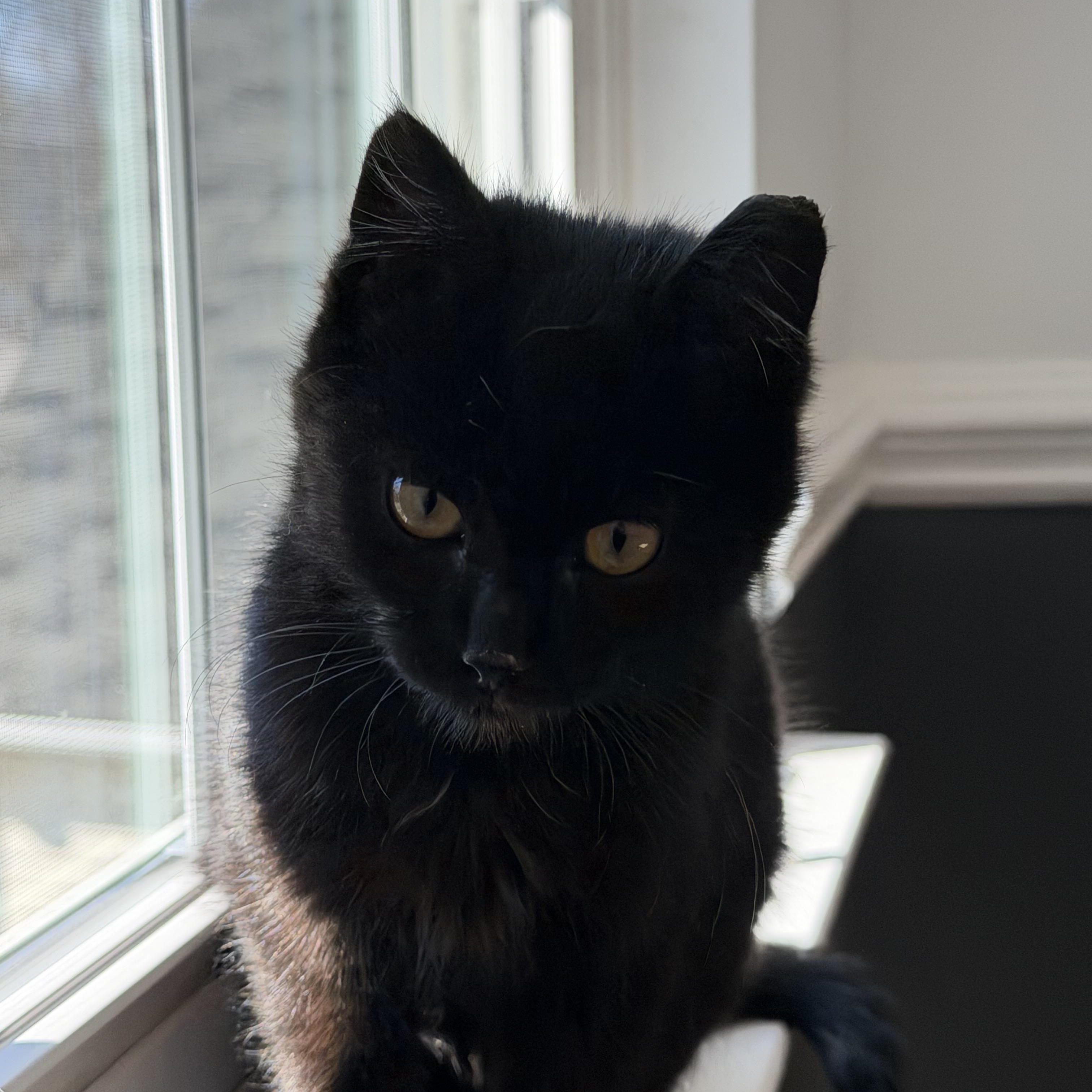 Enlarge Diamond, an adopted Domestic Short Hair in Charlotte, NC image 3/6