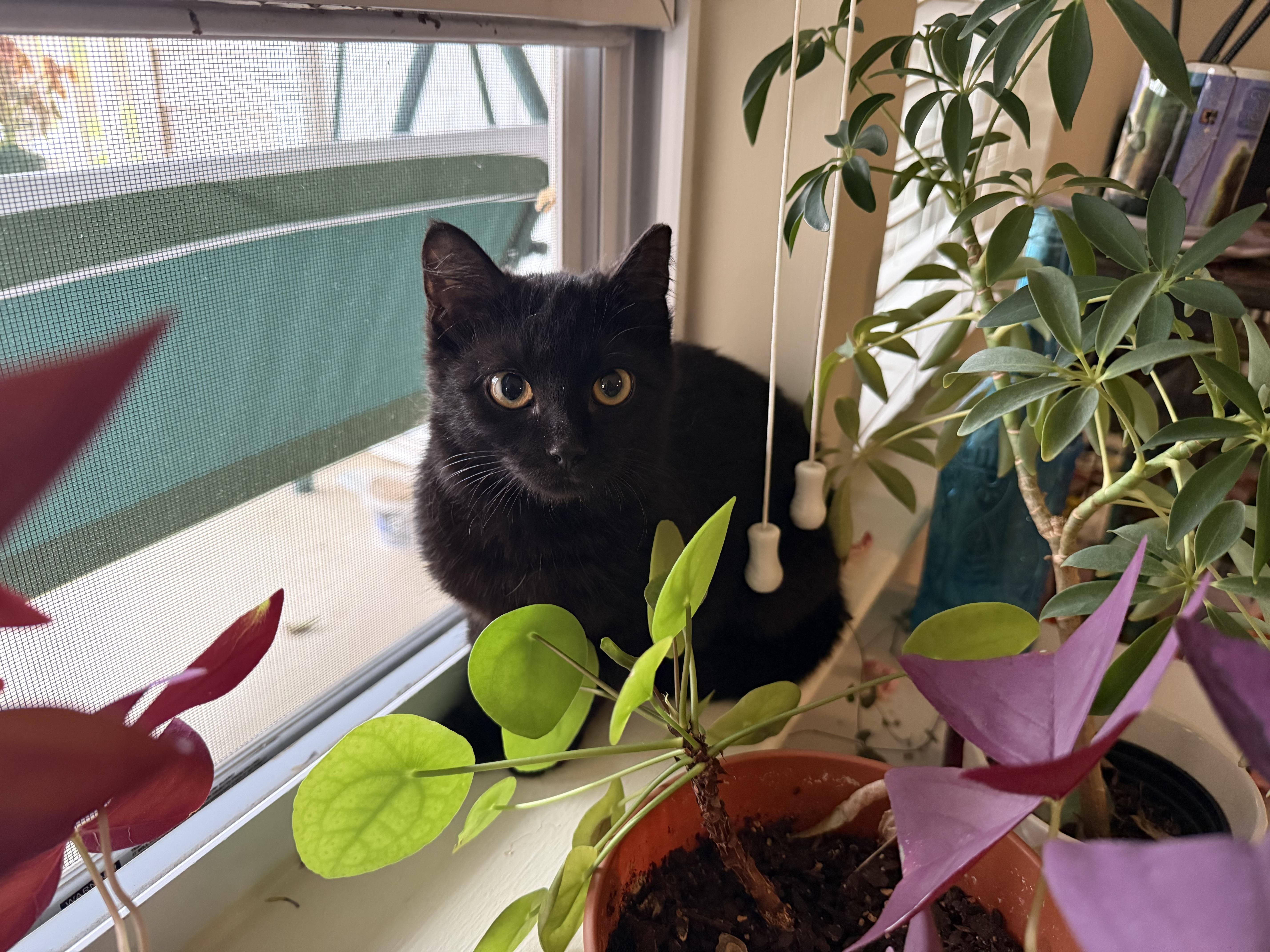 Enlarge Diamond, an adopted Domestic Short Hair in Charlotte, NC image 6/6