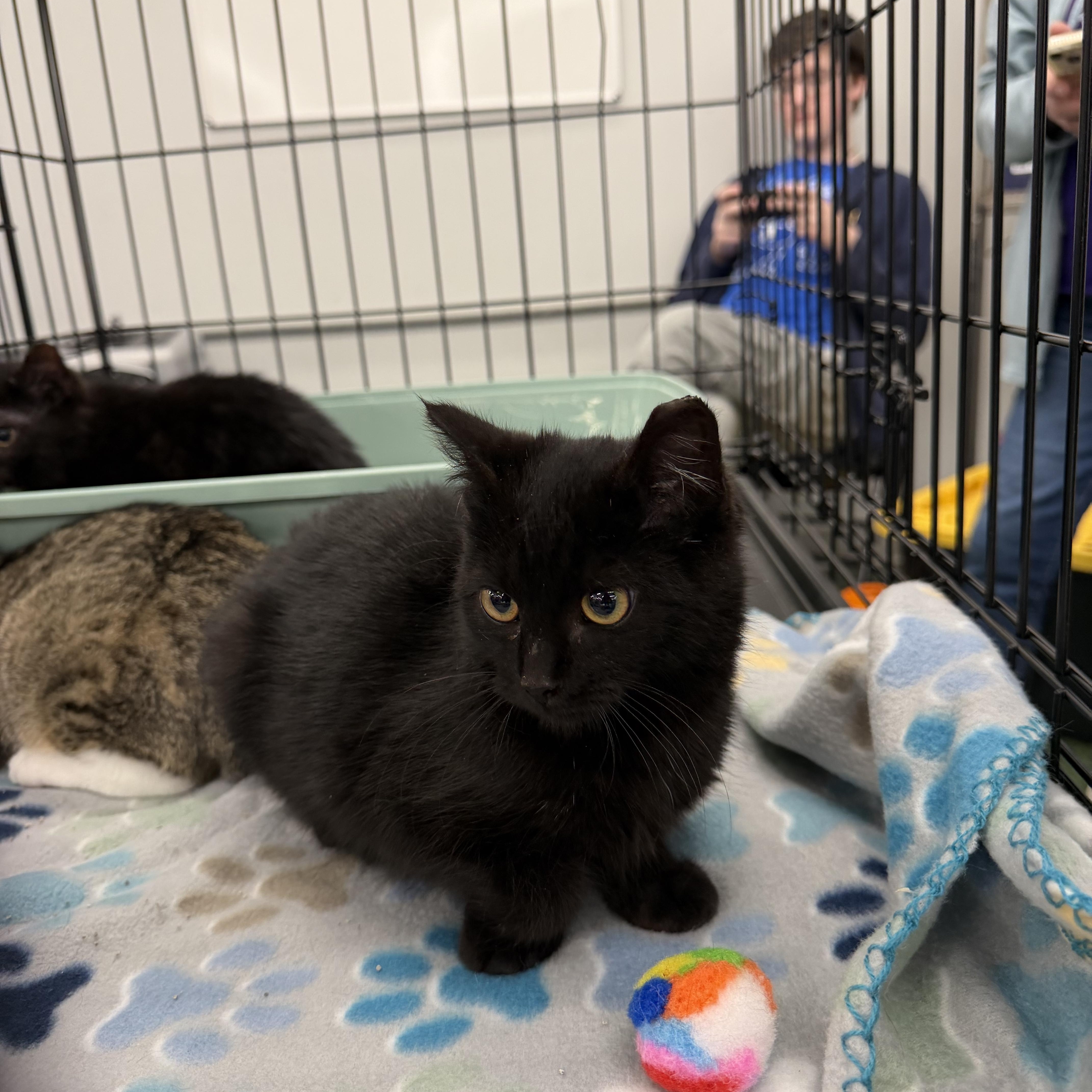 Enlarge Diamond, an adopted Domestic Short Hair in Charlotte, NC image 1/6