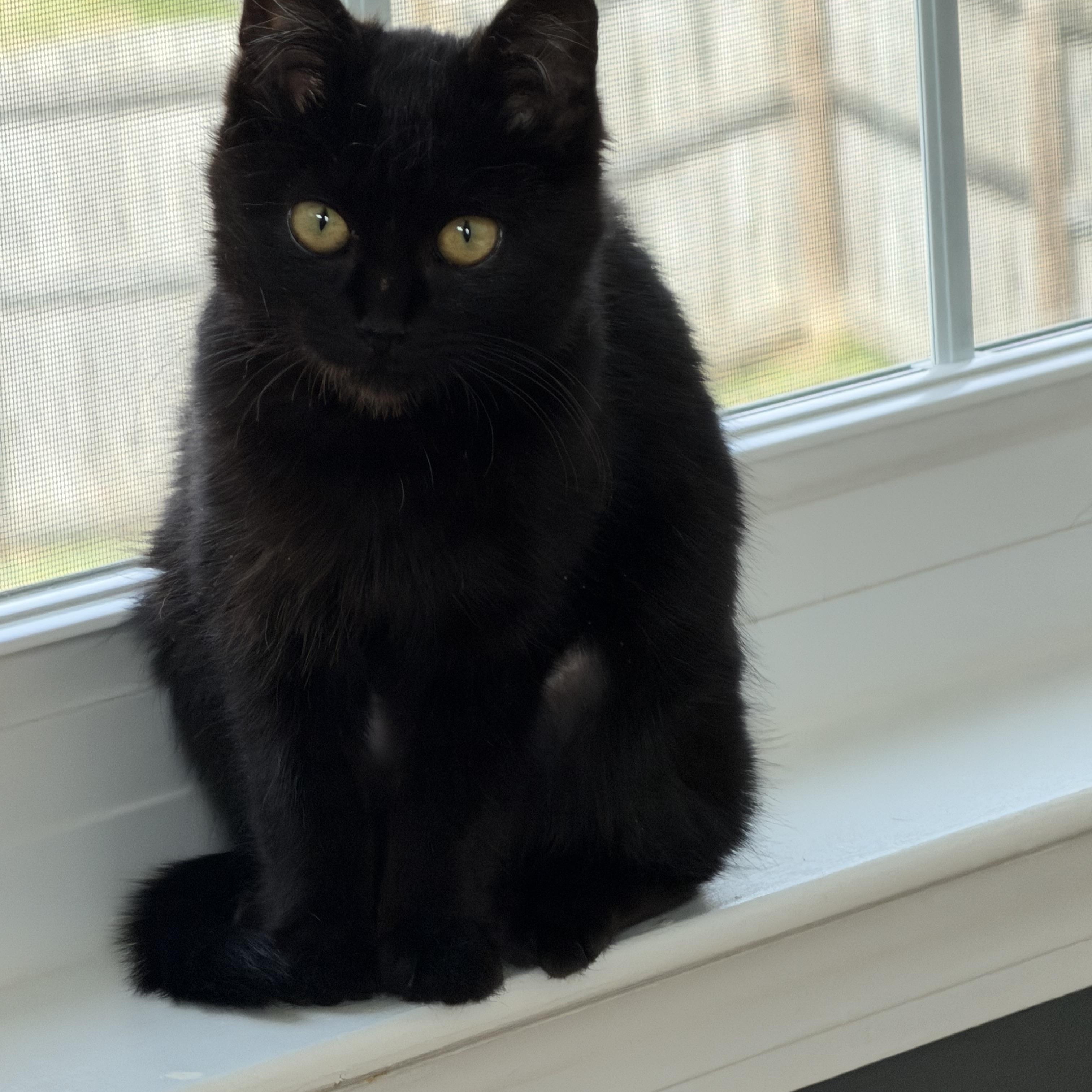 Enlarge Diamond, an adopted Domestic Short Hair in Charlotte, NC image 2/6