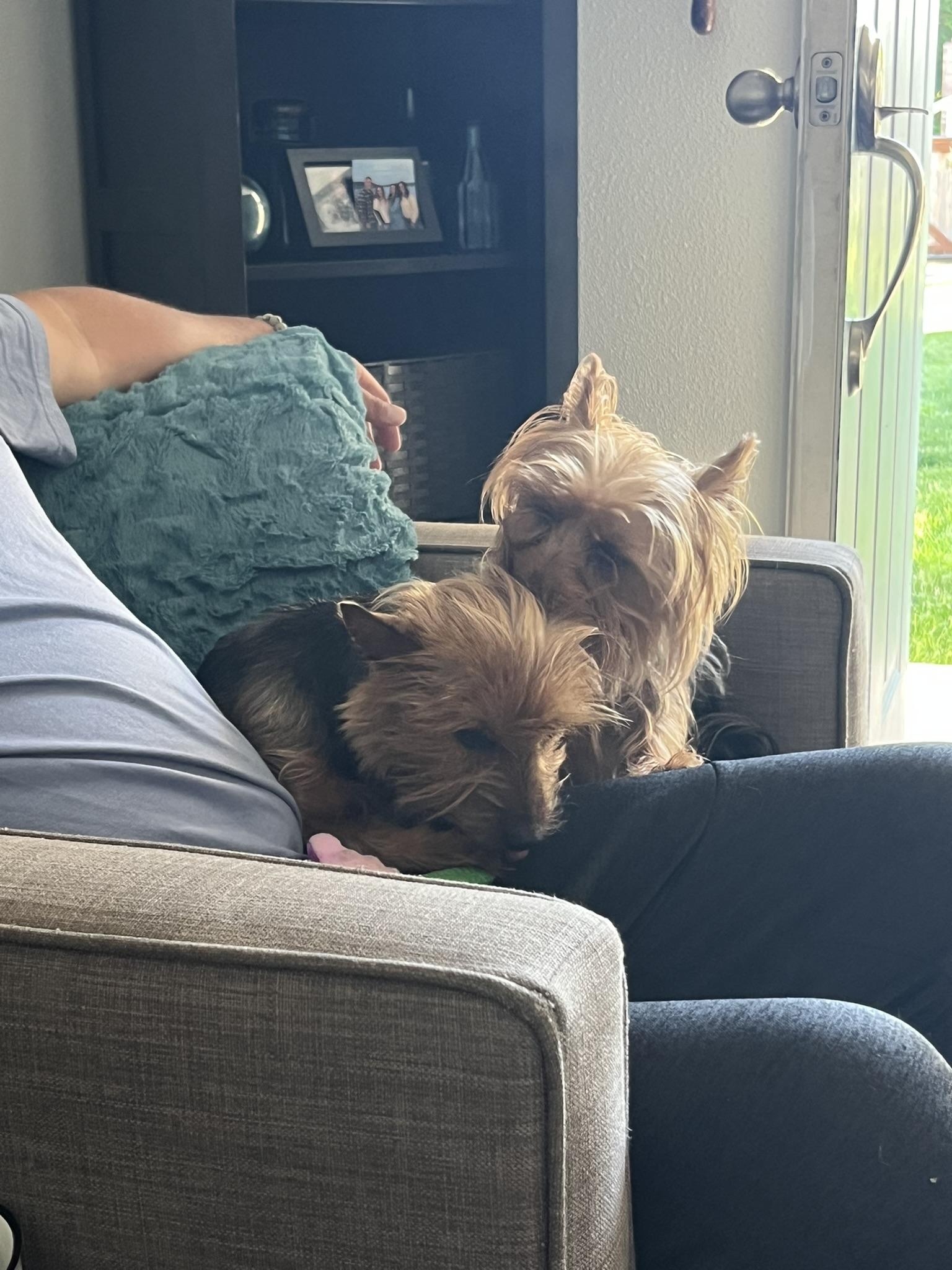 Coco & Moxie-Bonded Pair, a Adopted Silky Terrier in Tacoma, WA image 5/5