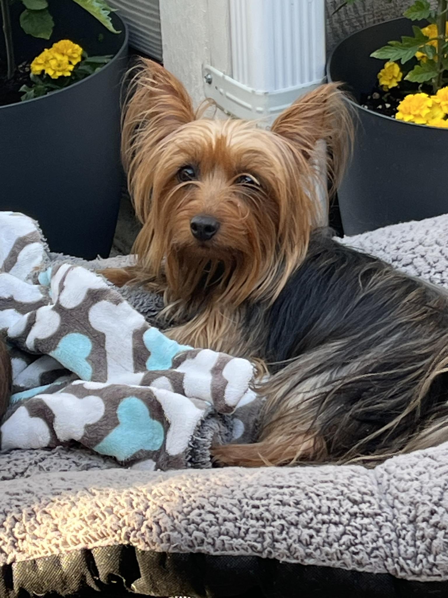 Coco & Moxie-Bonded Pair, a Adopted Silky Terrier in Tacoma, WA image 4/5