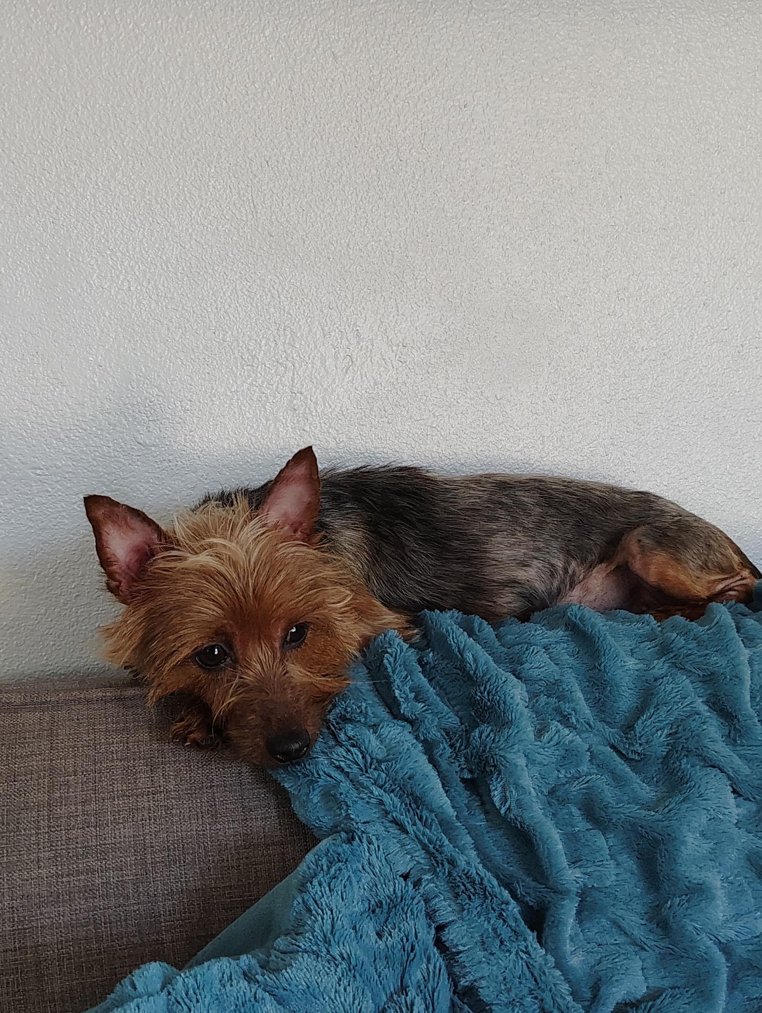 Coco & Moxie-Bonded Pair, a Adopted Silky Terrier in Tacoma, WA image 3/5