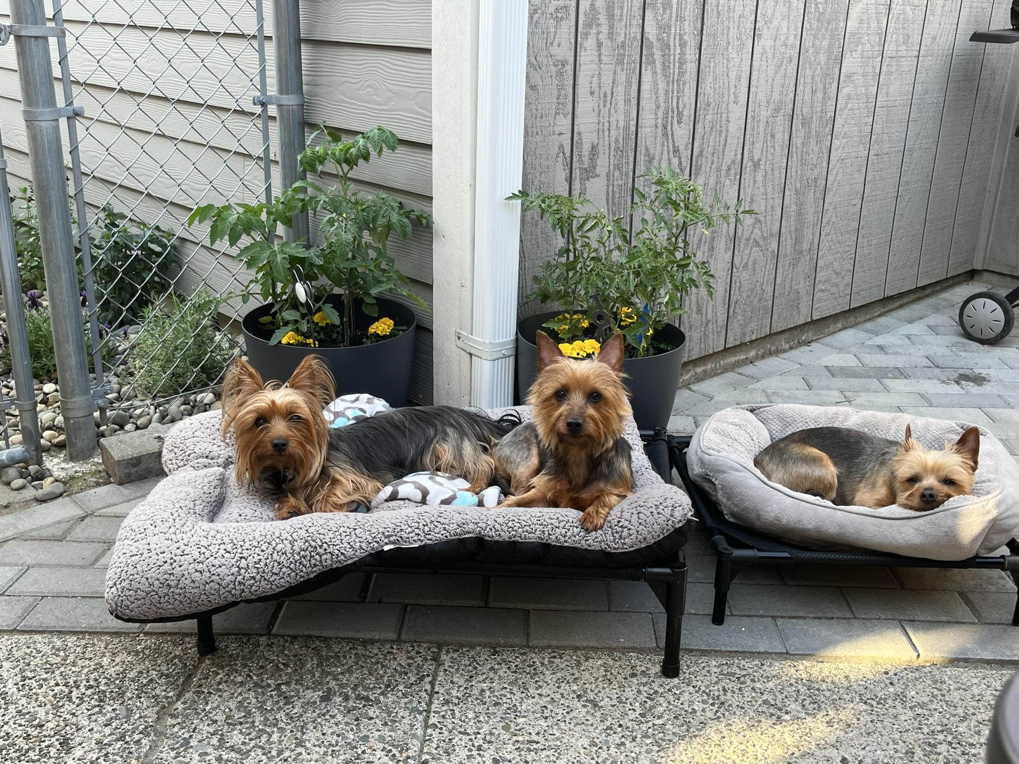 Coco & Moxie-Bonded Pair, Adopted, Young Female Silky Terrier.