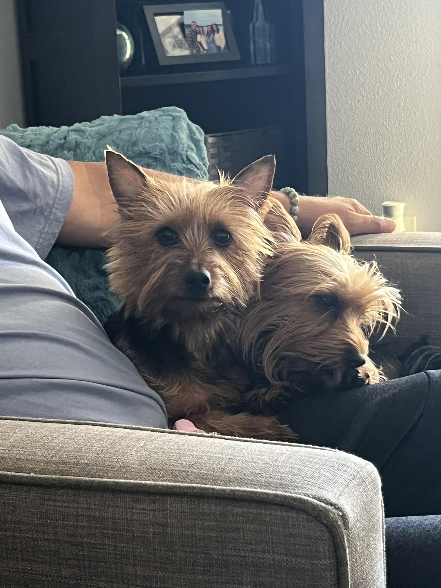 Coco & Moxie-Bonded Pair, a Adopted Silky Terrier in Tacoma, WA image 2/5