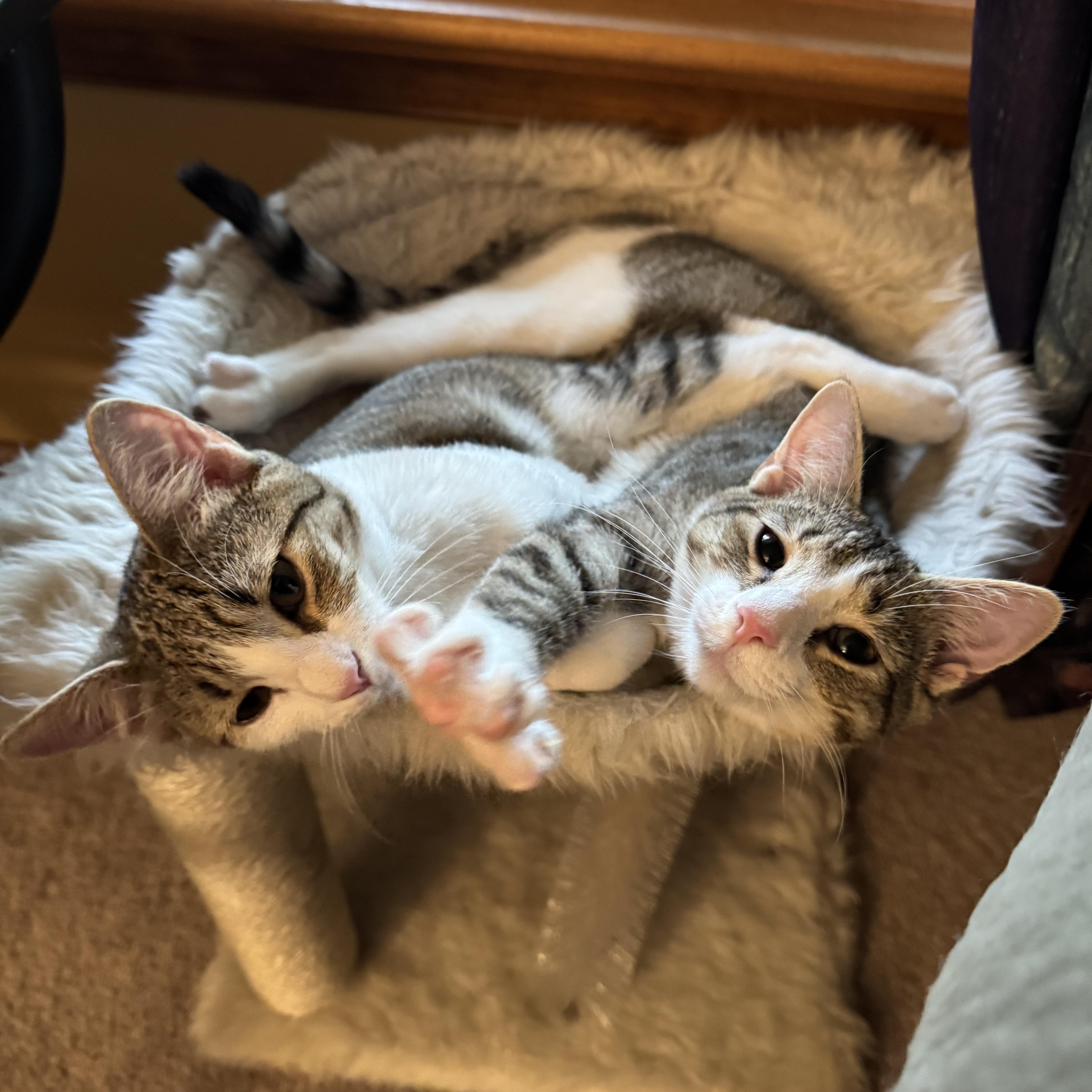 Enlarge Misty, a Adoptable Domestic Short Hair in Atglen, PA image 1/5