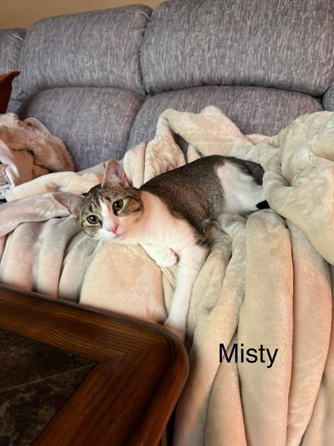 Enlarge Misty (bonded with Hazy), a Adoptable Domestic Short Hair in Avondale, PA image 5/6