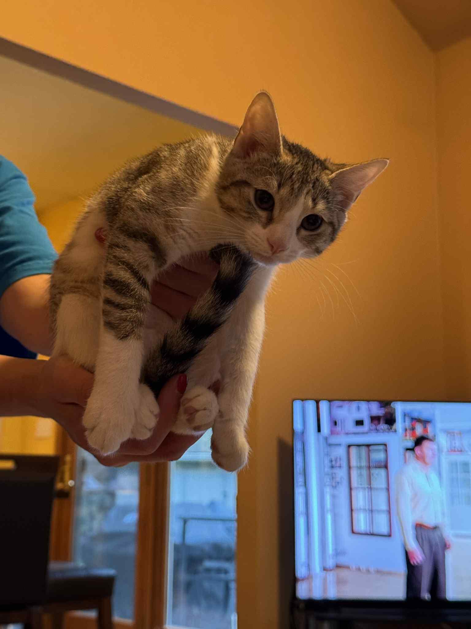 Misty (bonded with Hazy) — thumbnail 2