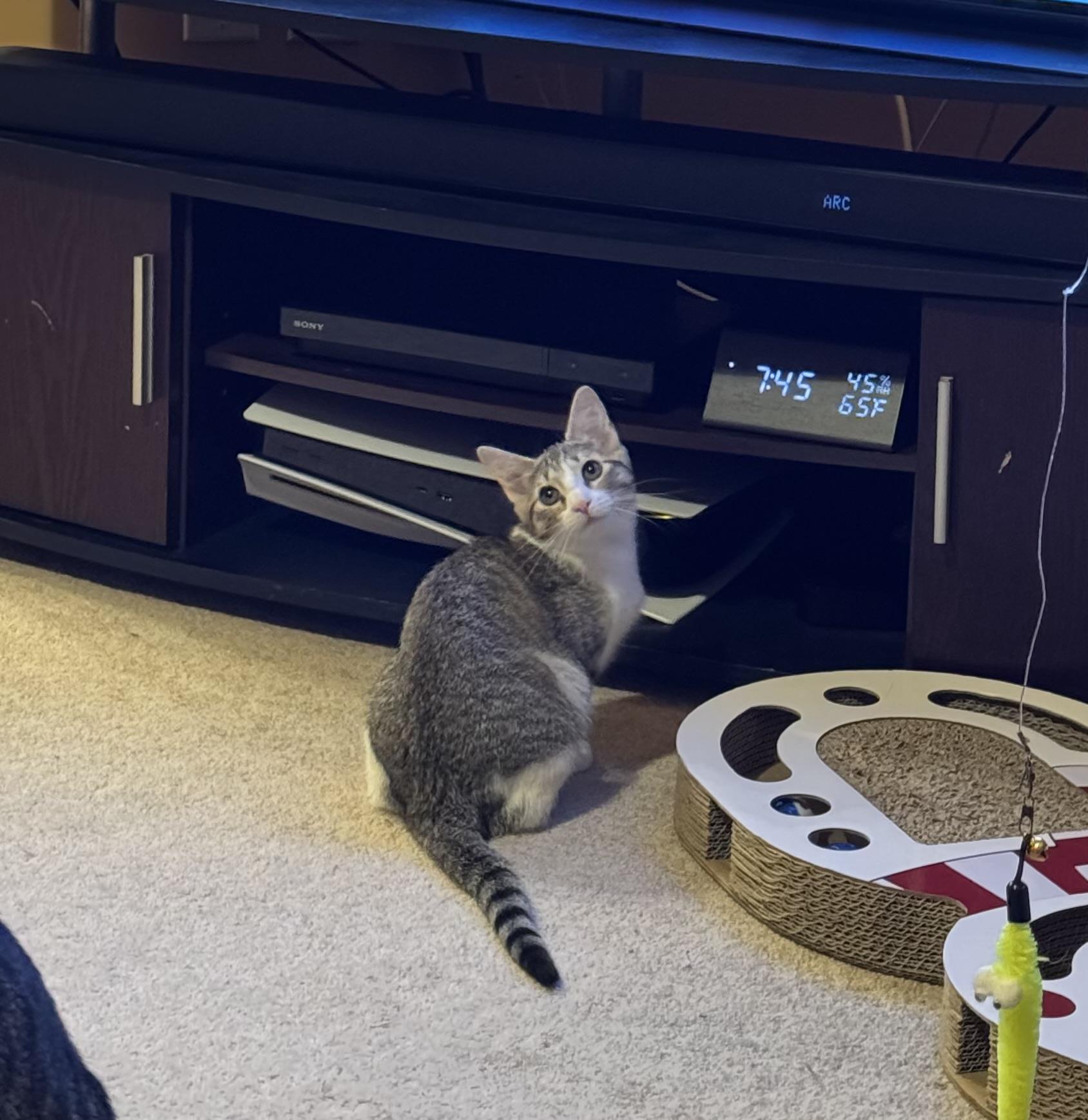 Misty (bonded with Hazy) — thumbnail 3