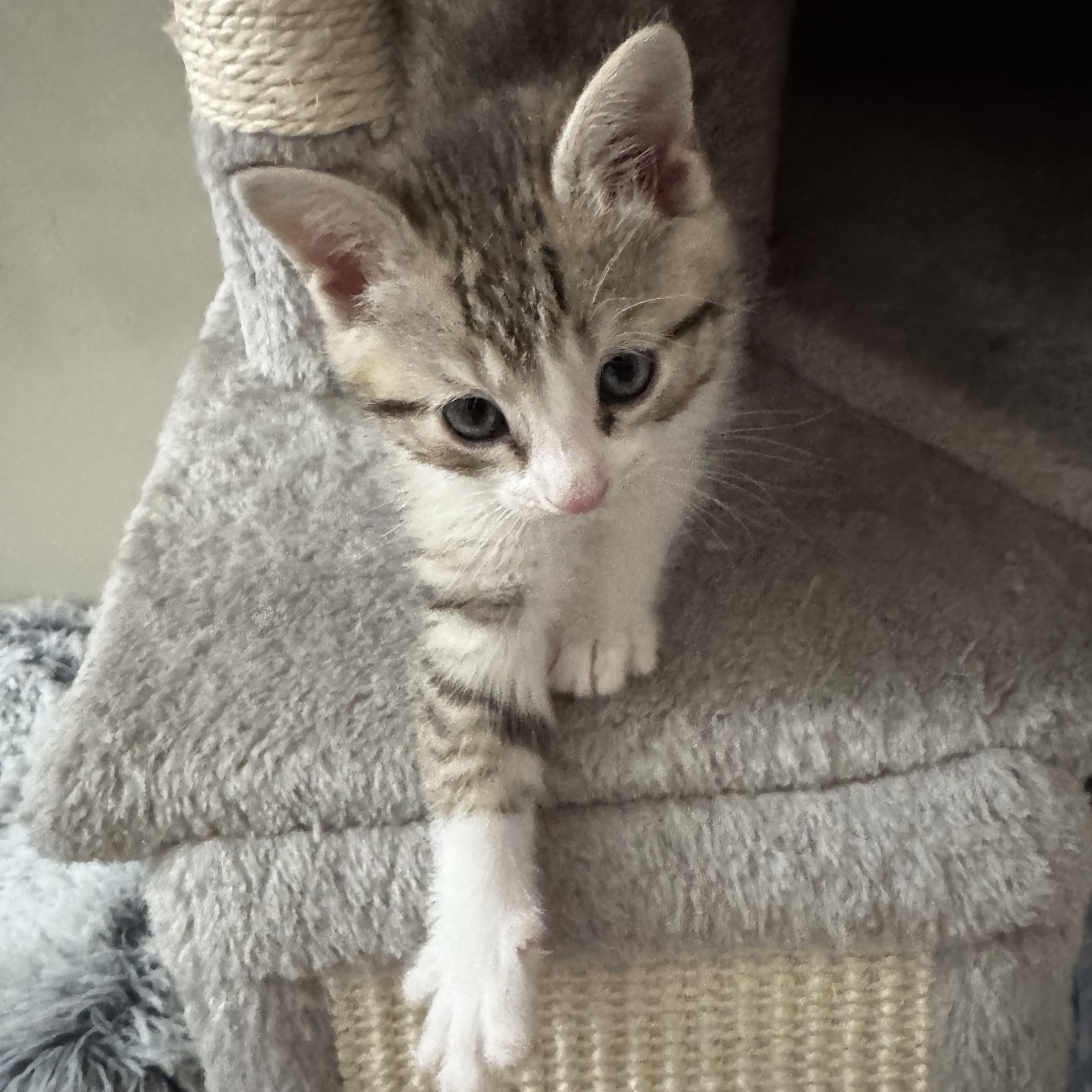 Misty (bonded with Hazy) — thumbnail 4