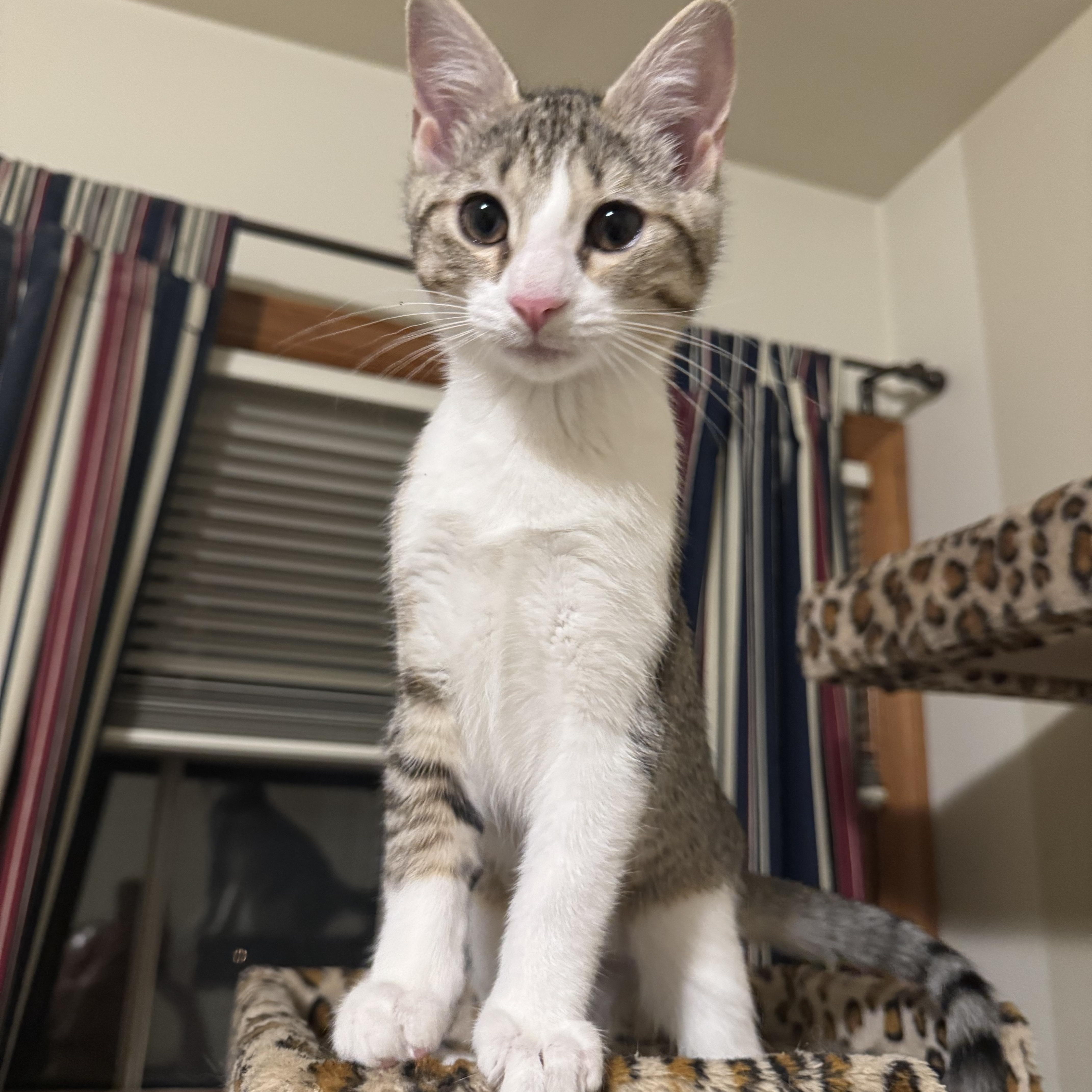 Misty (bonded with Hazy) — thumbnail 5